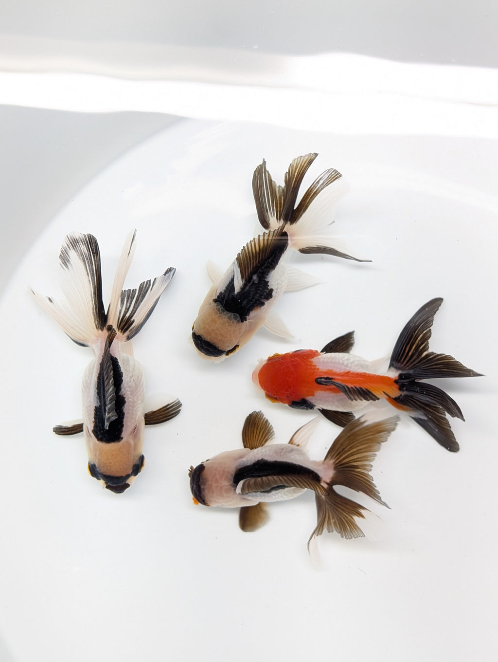 Juvenile Thai Oranda Tricolor 3"in.  ID#814T1A-009