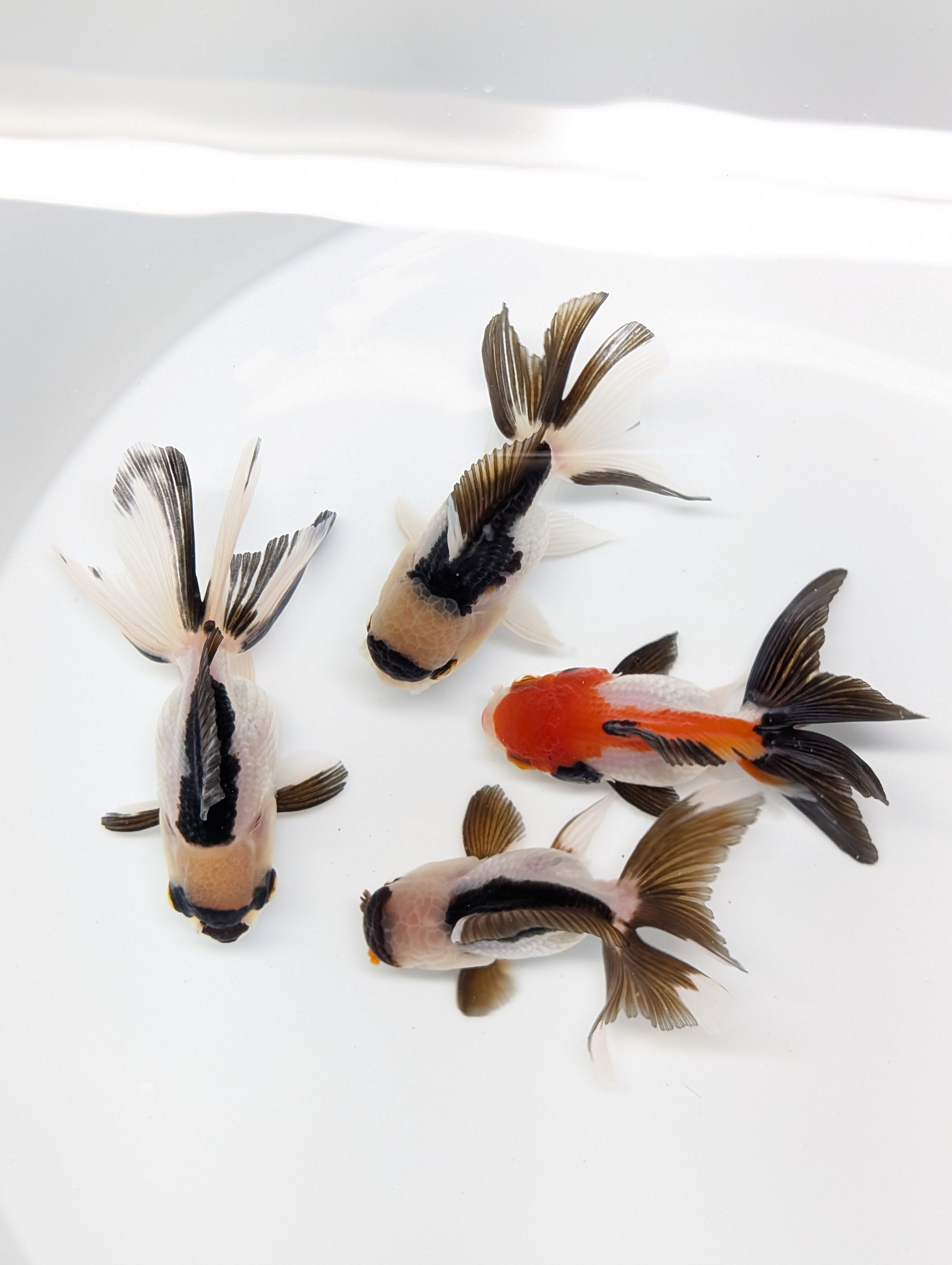 Juvenile Thai Oranda Tricolor 3"in.  ID#814T1A-009