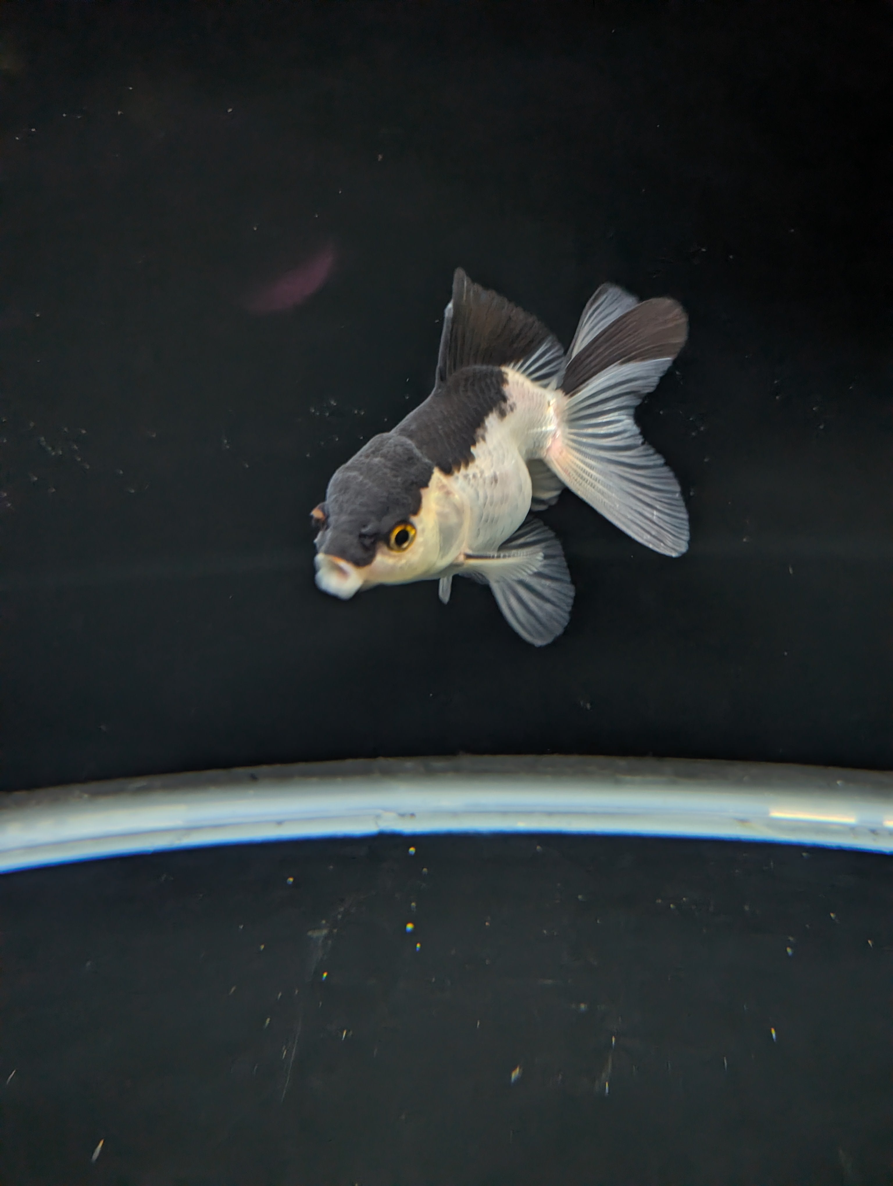 Thai Juvenile Oranda Panda 3"-3.5" in.  ID#717T1A-002