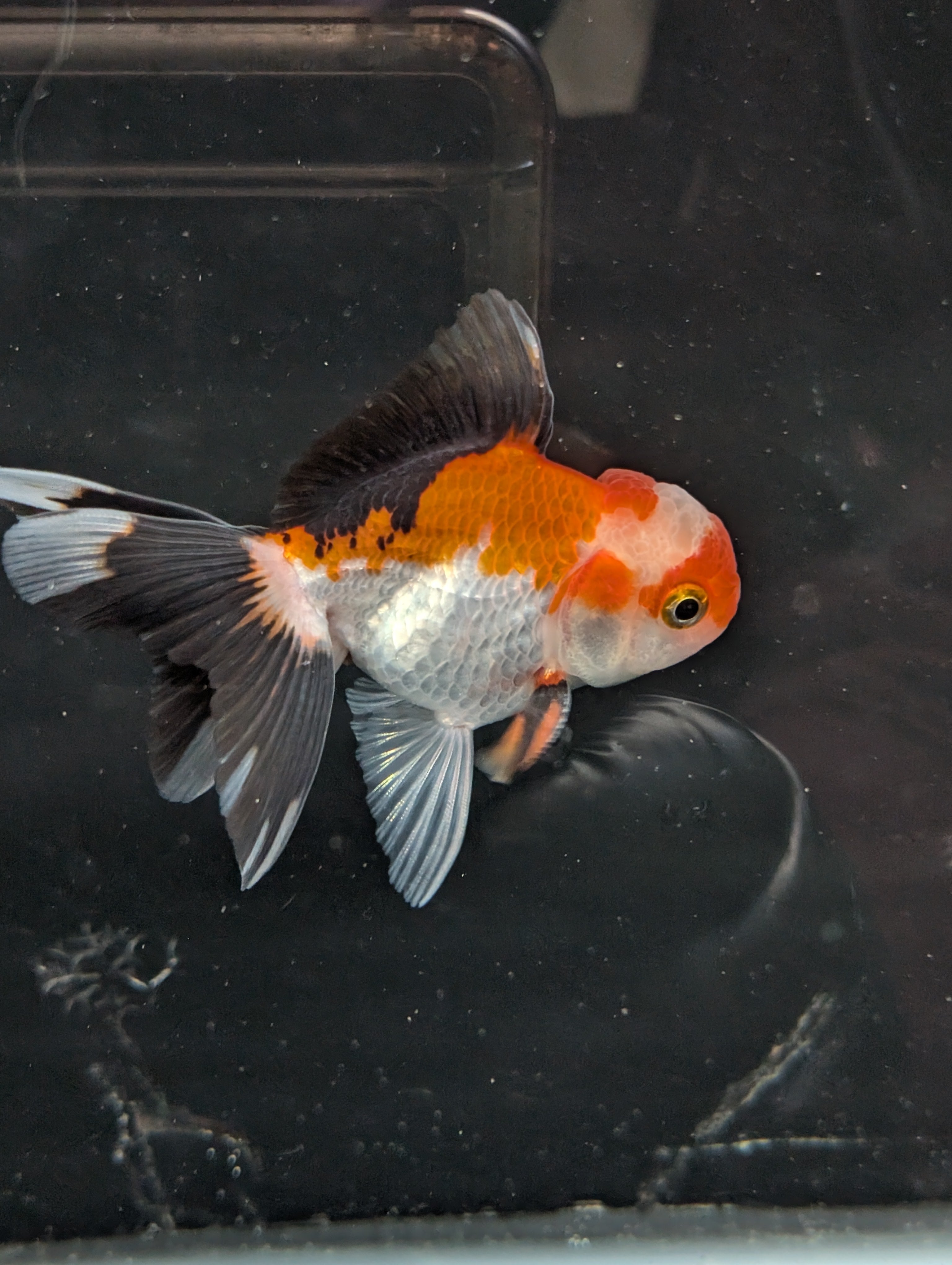 Juvenile Oranda Tricolor 3.5"-4" in.  ID#410T8A-018