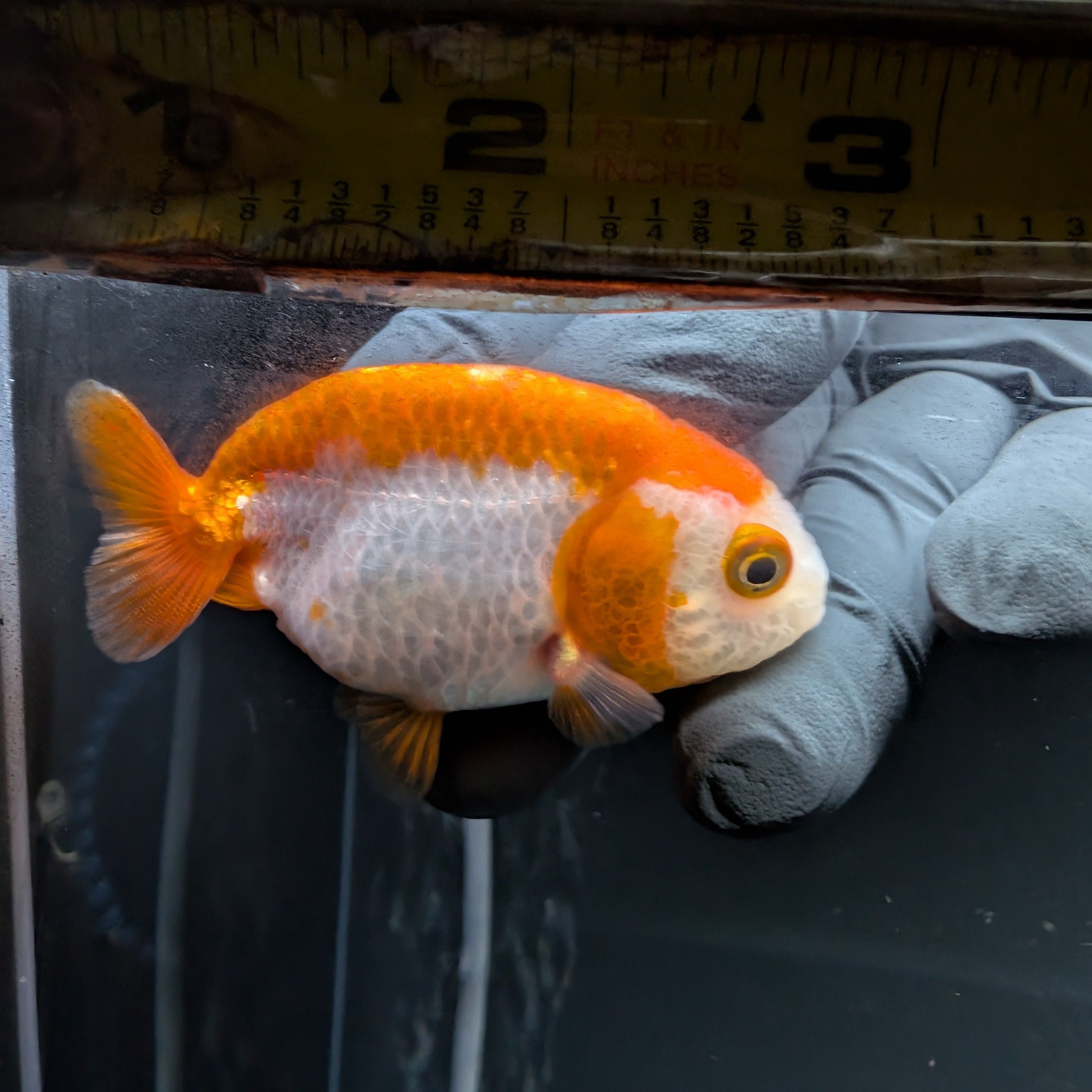 Baby Ranchu Red White 2.5"-3" in. ID#522R4A-002
