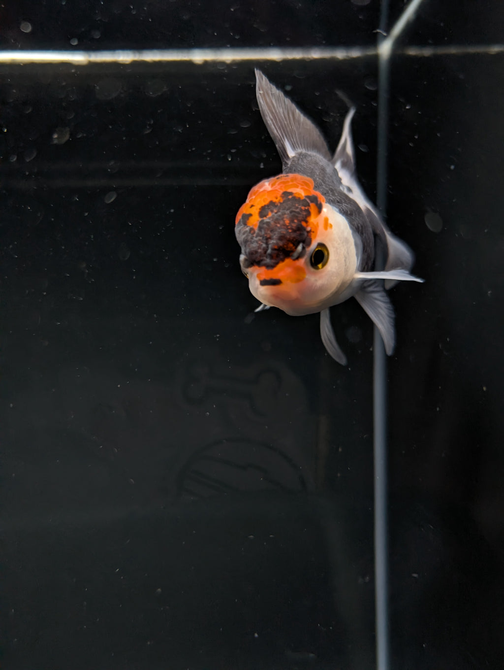 Juvenile Oranda Tricolor 3.5"-4" in.  ID#501T2A-002