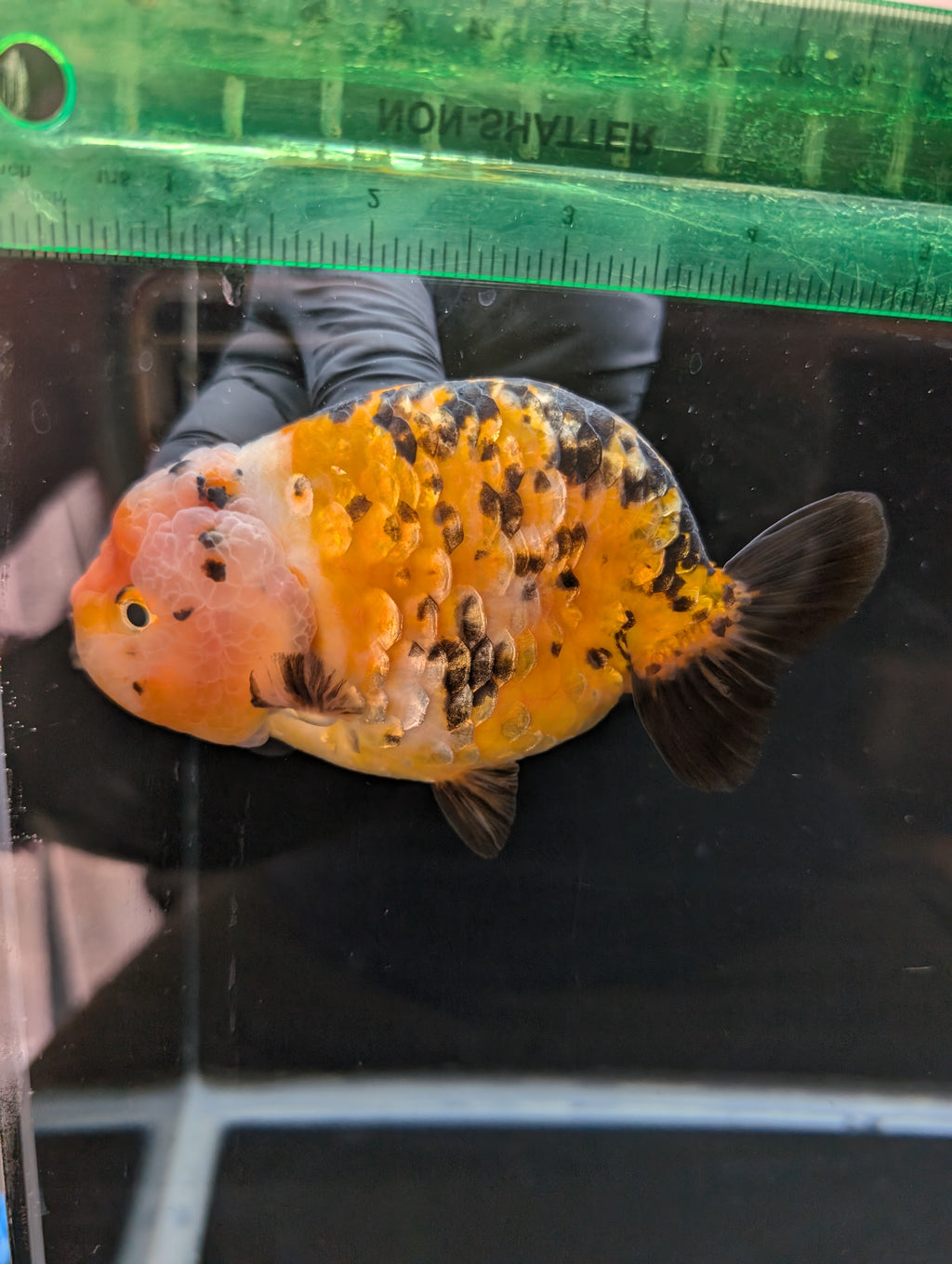 Jumbo Ranchu Calico 4.5"-5" in. ID#821R8A-033