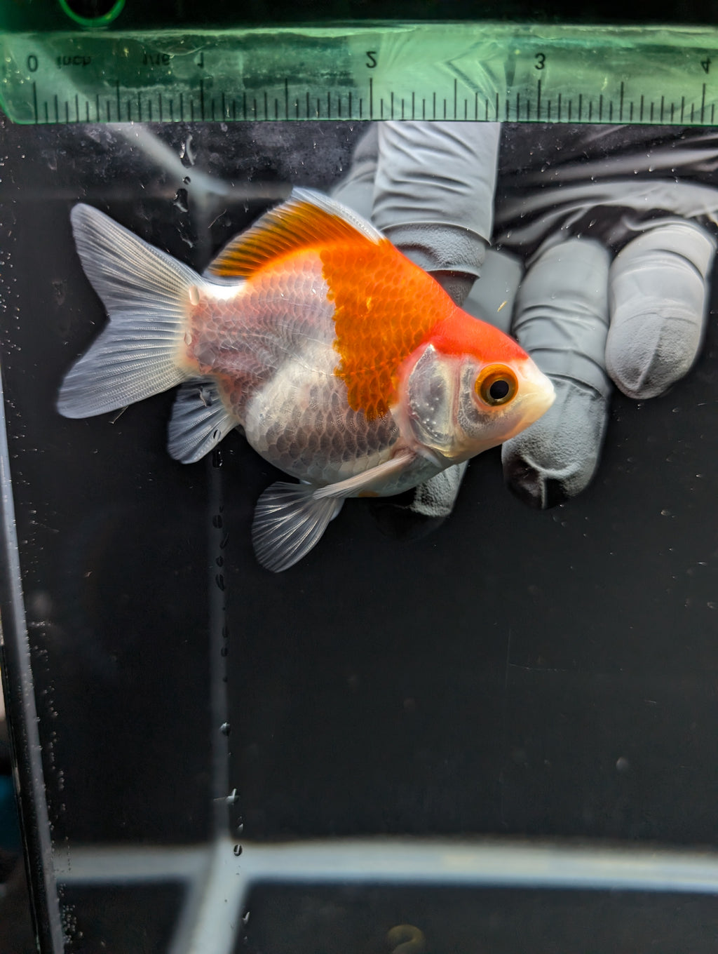 Tamasaba Red White 3"-3.5" in. ID#1009TM1B-012