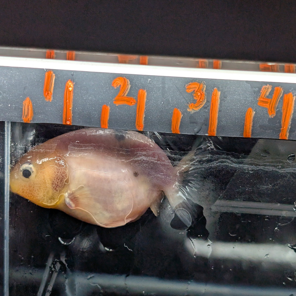 Ranchu Lemon Head Calico 2.5