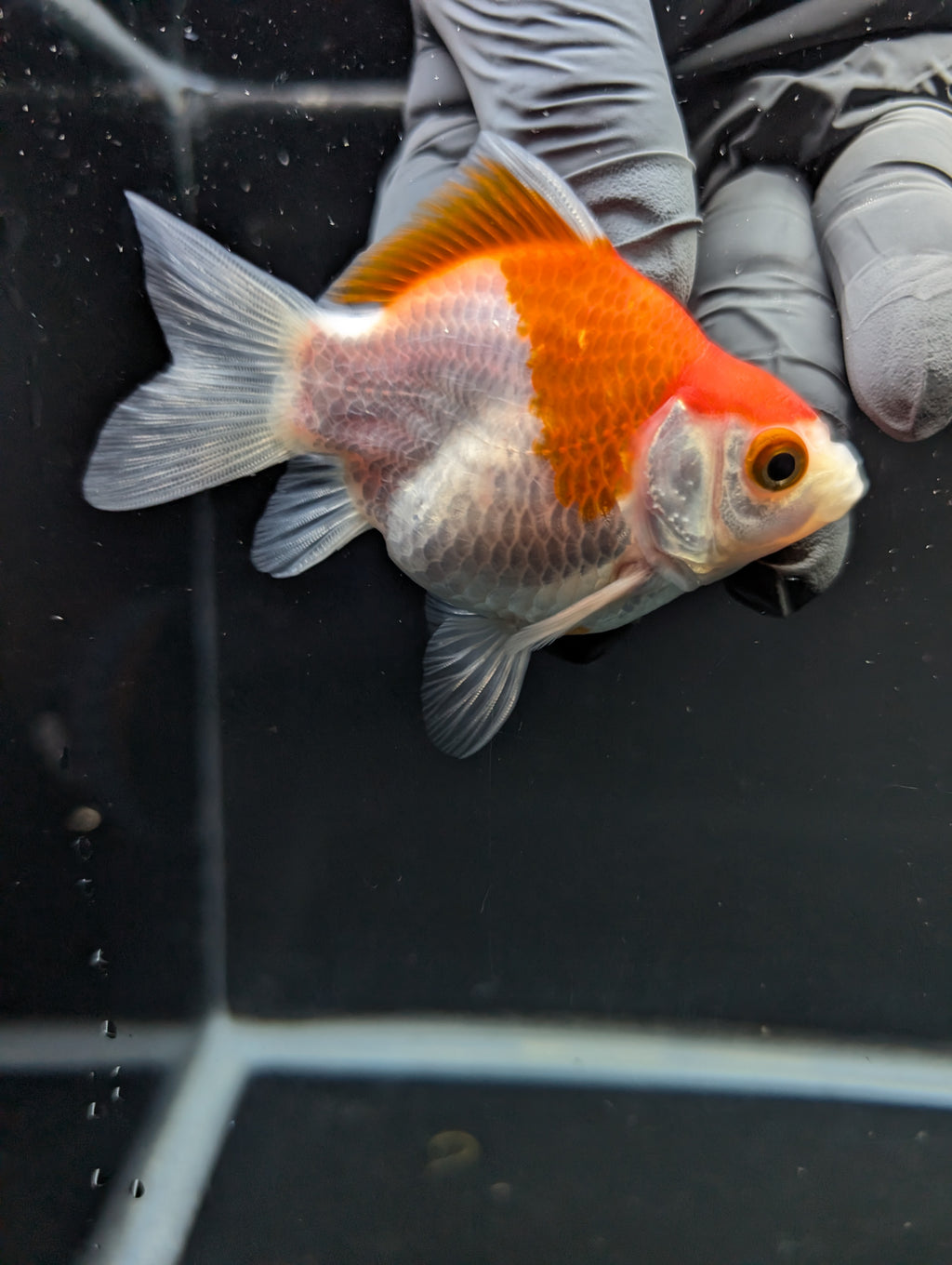 Tamasaba Red White 3"-3.5" in. ID#1009TM1B-012