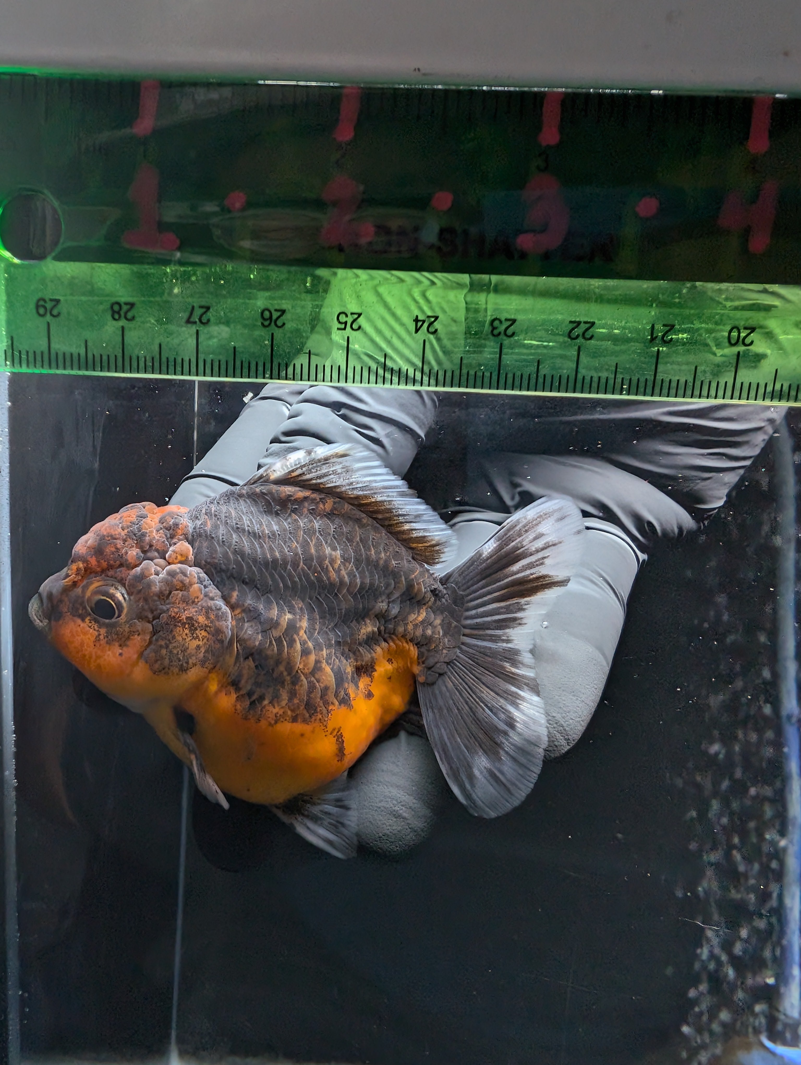 Thai Oranda Shogun Calico 3.5"-4" in. ID#626SG7A-002
