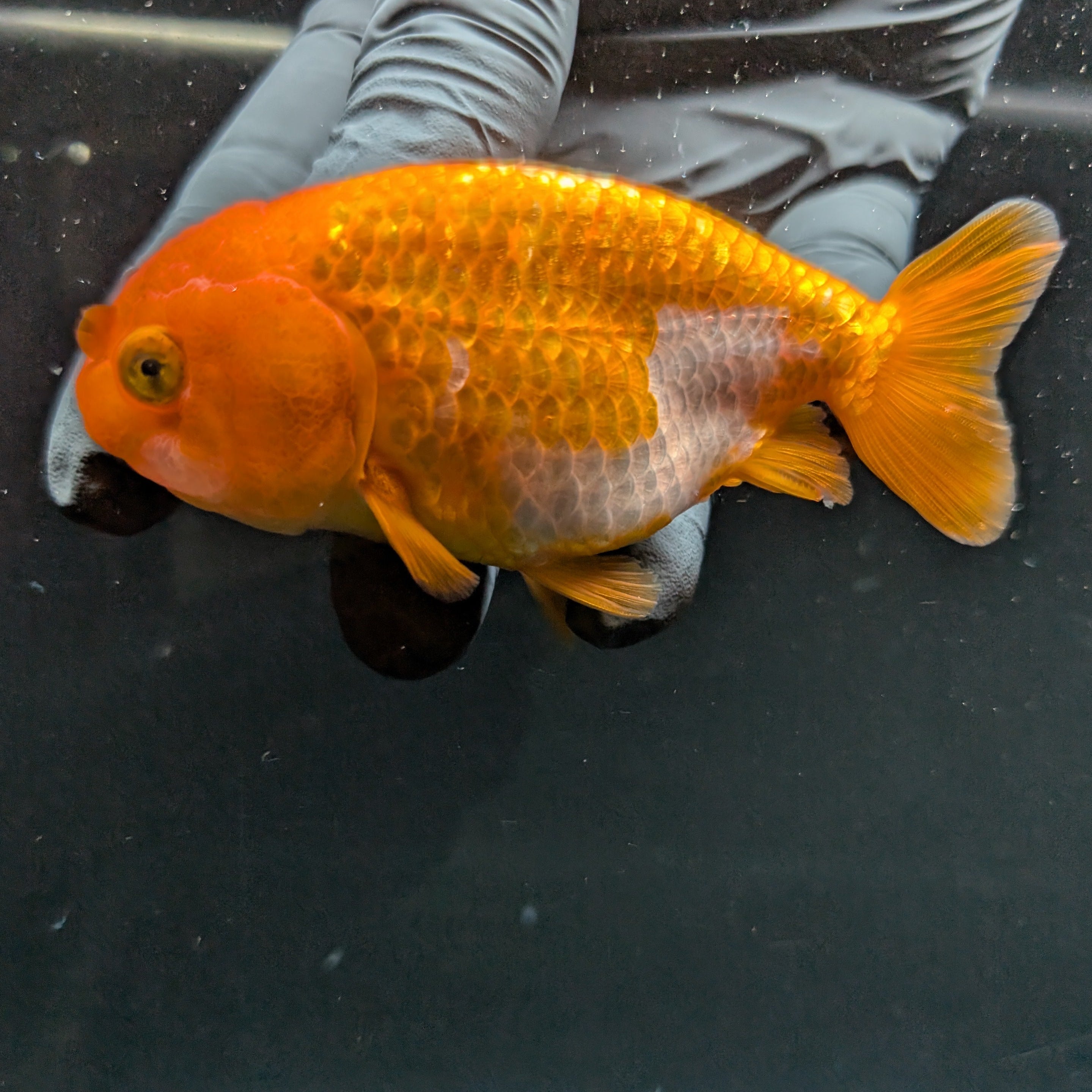 Ranchu Red White 3.5"-4"in. ID#828R4A-023