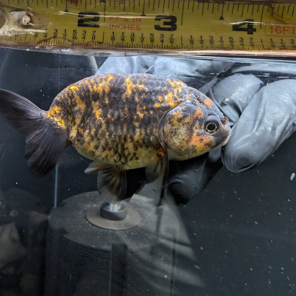 Ranchu Calico 3"-3.5" in. ID#424R13A-015