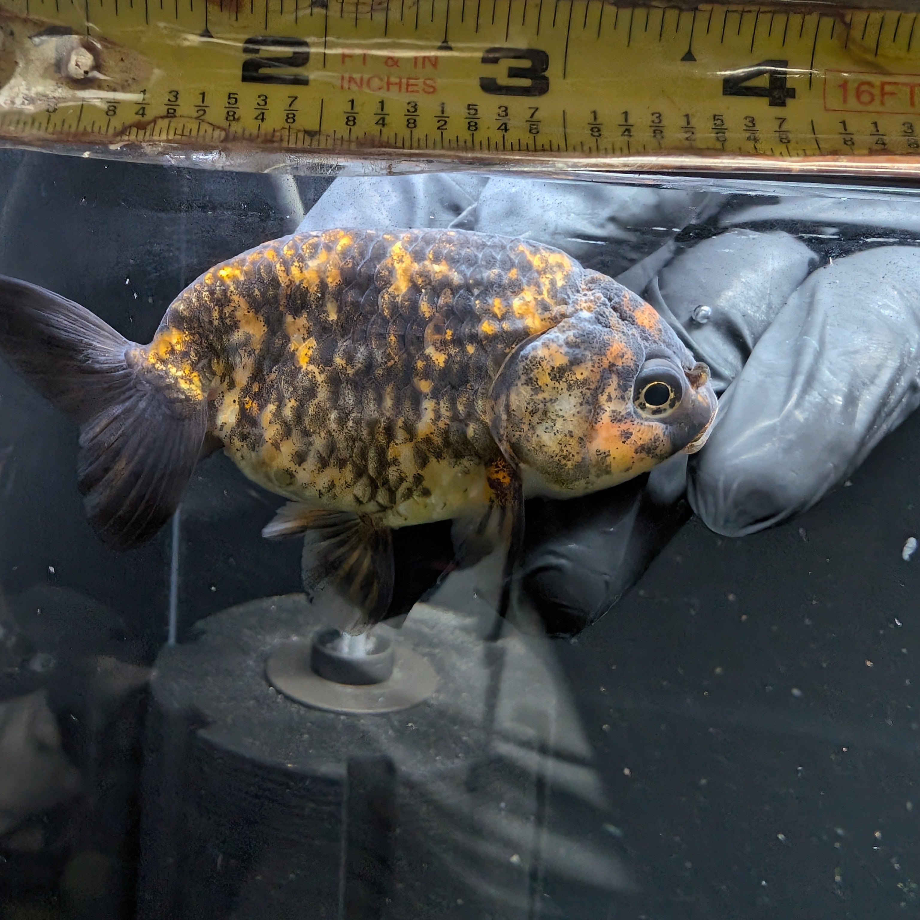 Ranchu Calico 3"-3.5" in. ID#424R13A-015