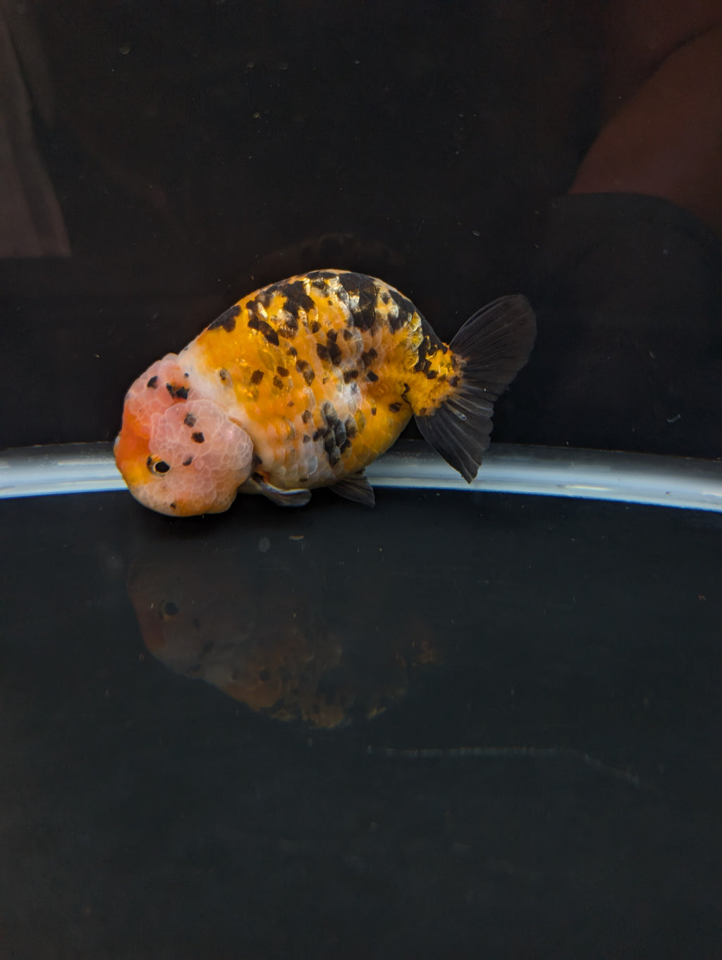 Jumbo Ranchu Calico 4.5"-5" in. ID#821R8A-033