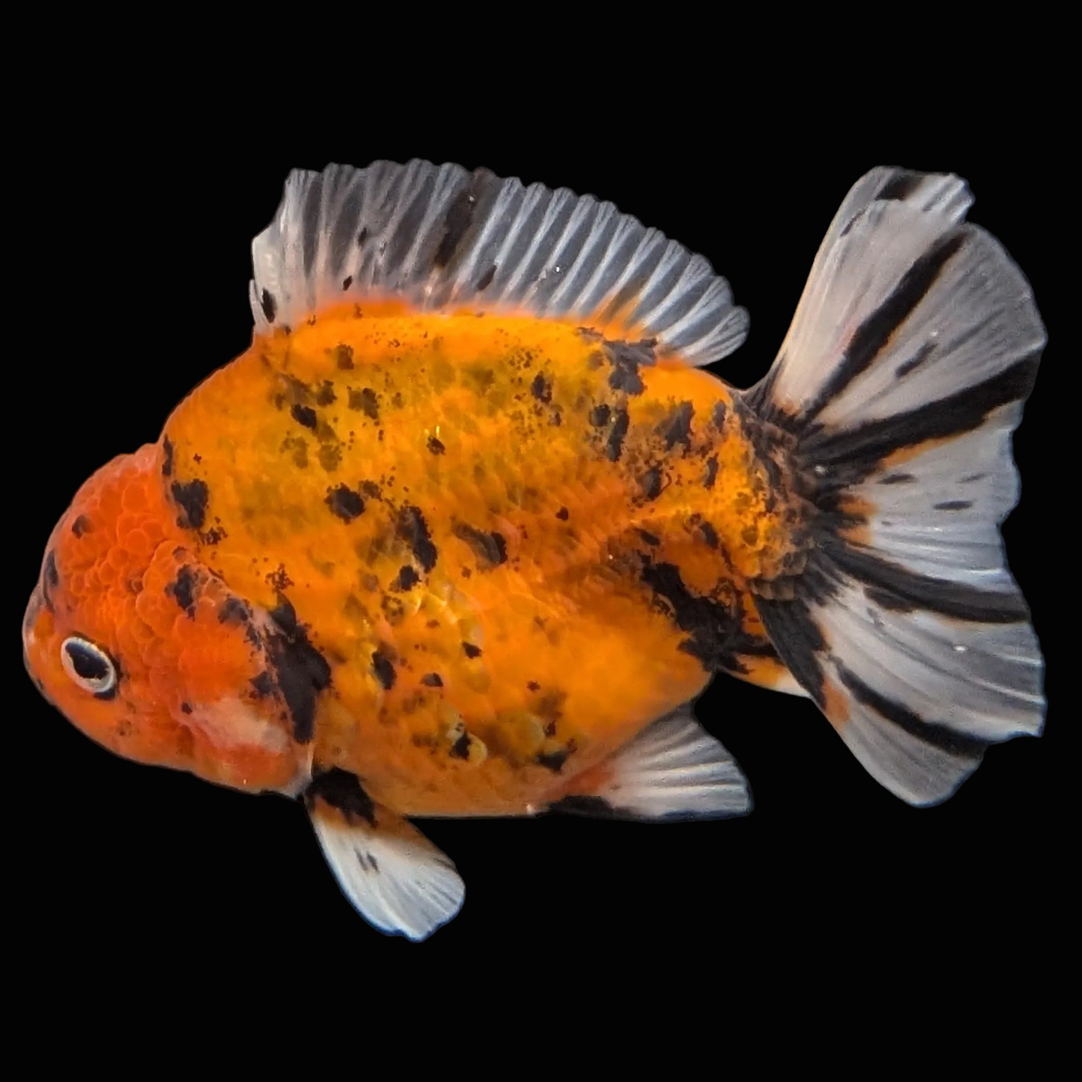 Jumbo Oranda Yuan Bao Calico   4"-4.5"in. ID#807SB13A-001