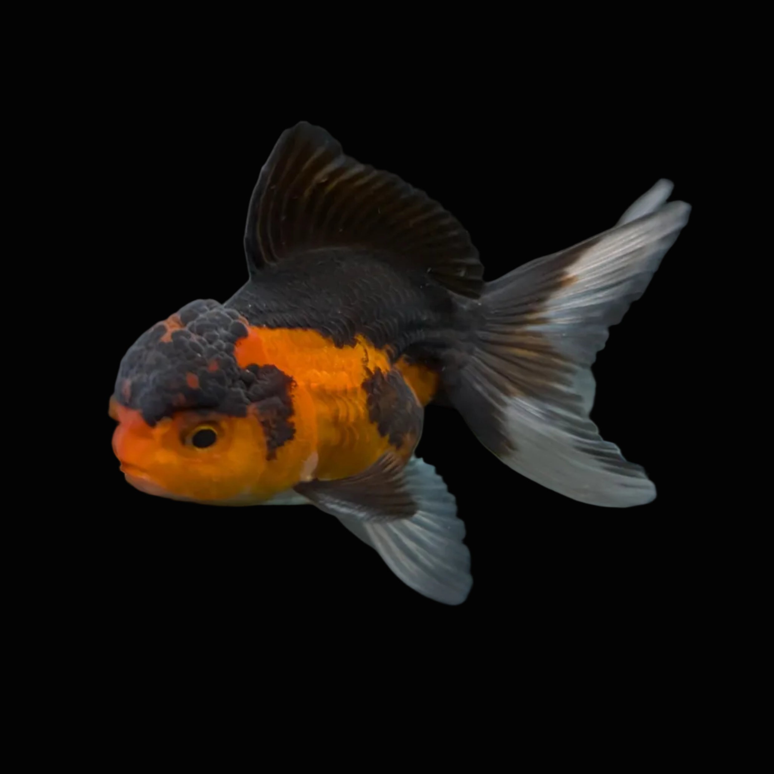 Juvenile Oranda Tricolor 3.5"-4" in.  ID#417T7A-010