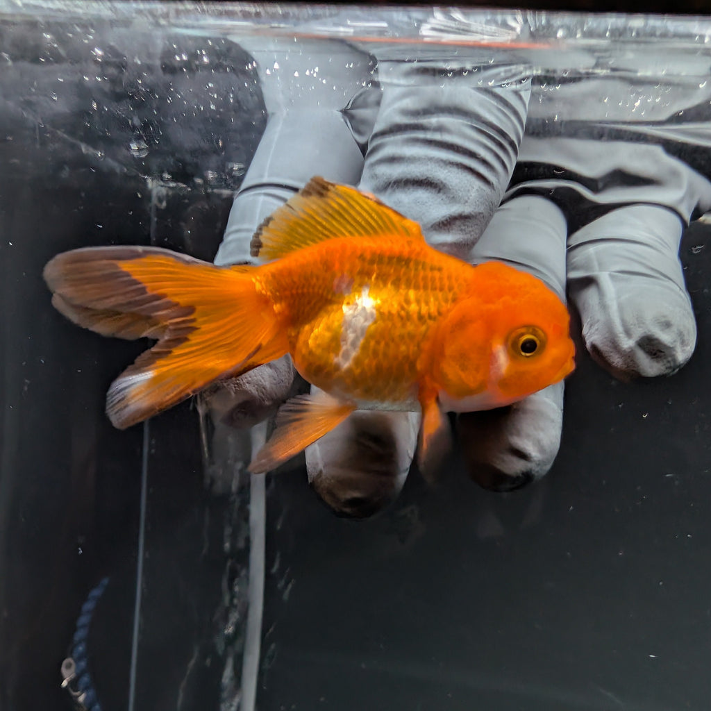 Juvenile Oranda Red Black 3"-3.5"in.  ID#515T2A-009
