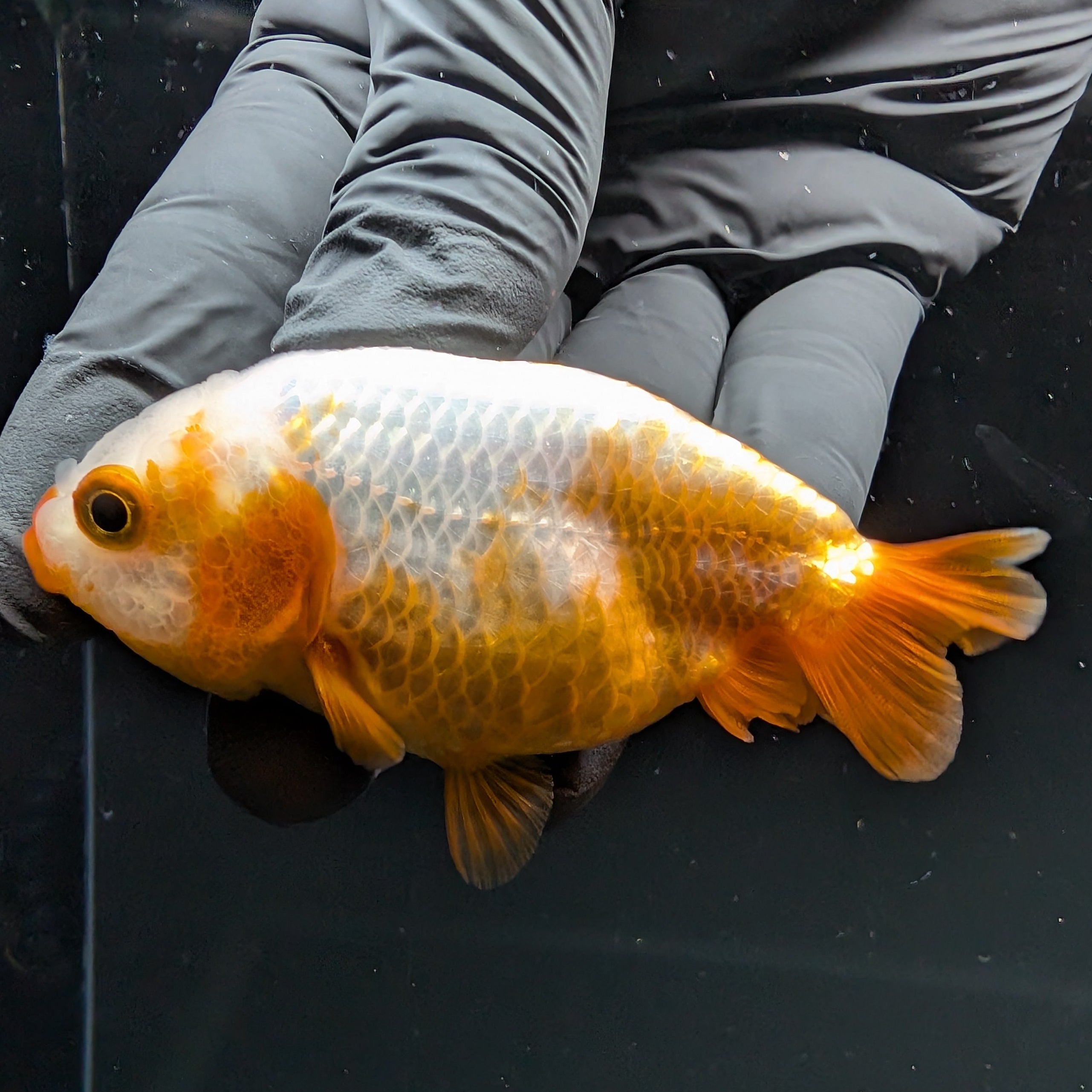 Ranchu Calico 2.5"-3" in. ID#724R4A-023