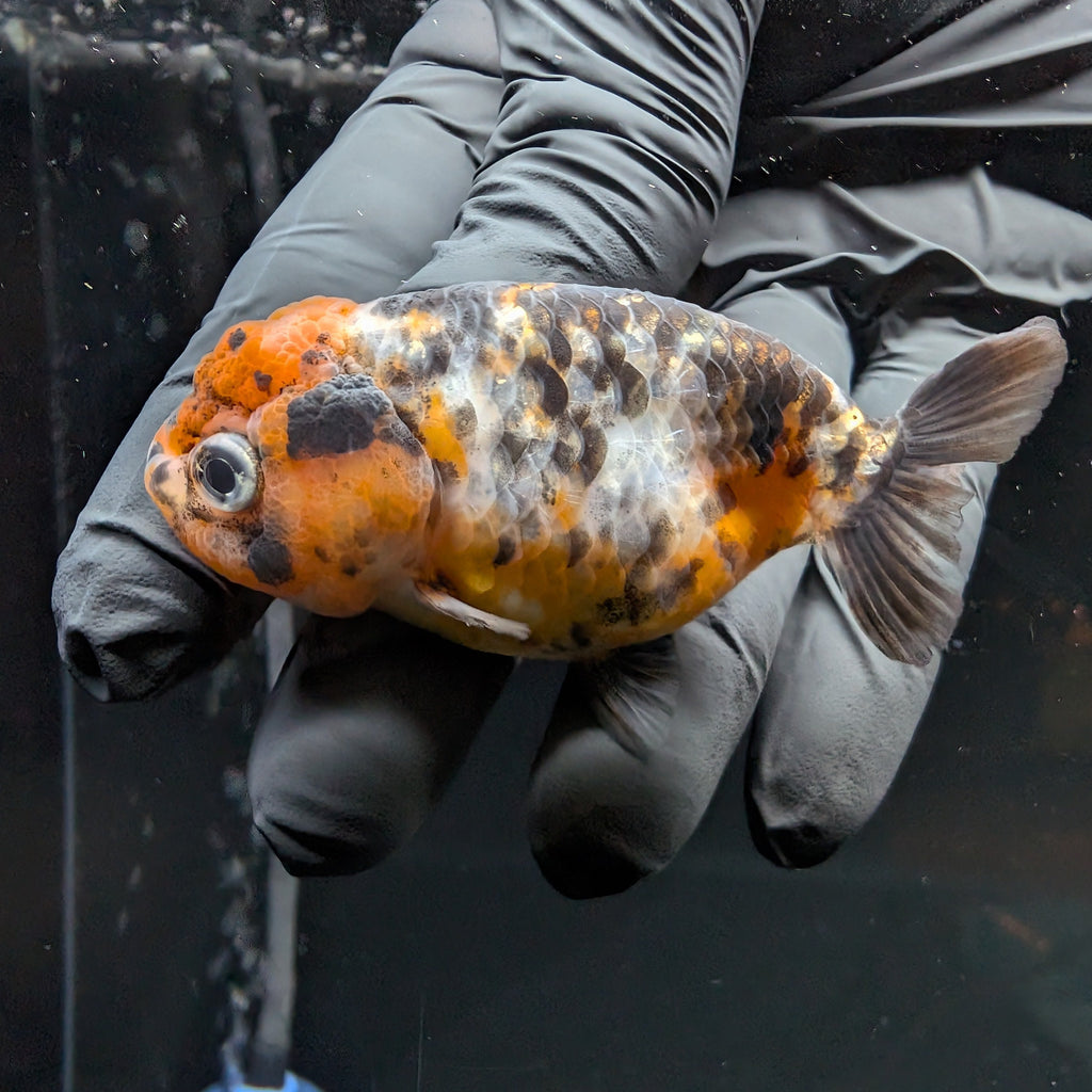 Ranchu Calico 3"-3.5" in. ID#515R4A-013