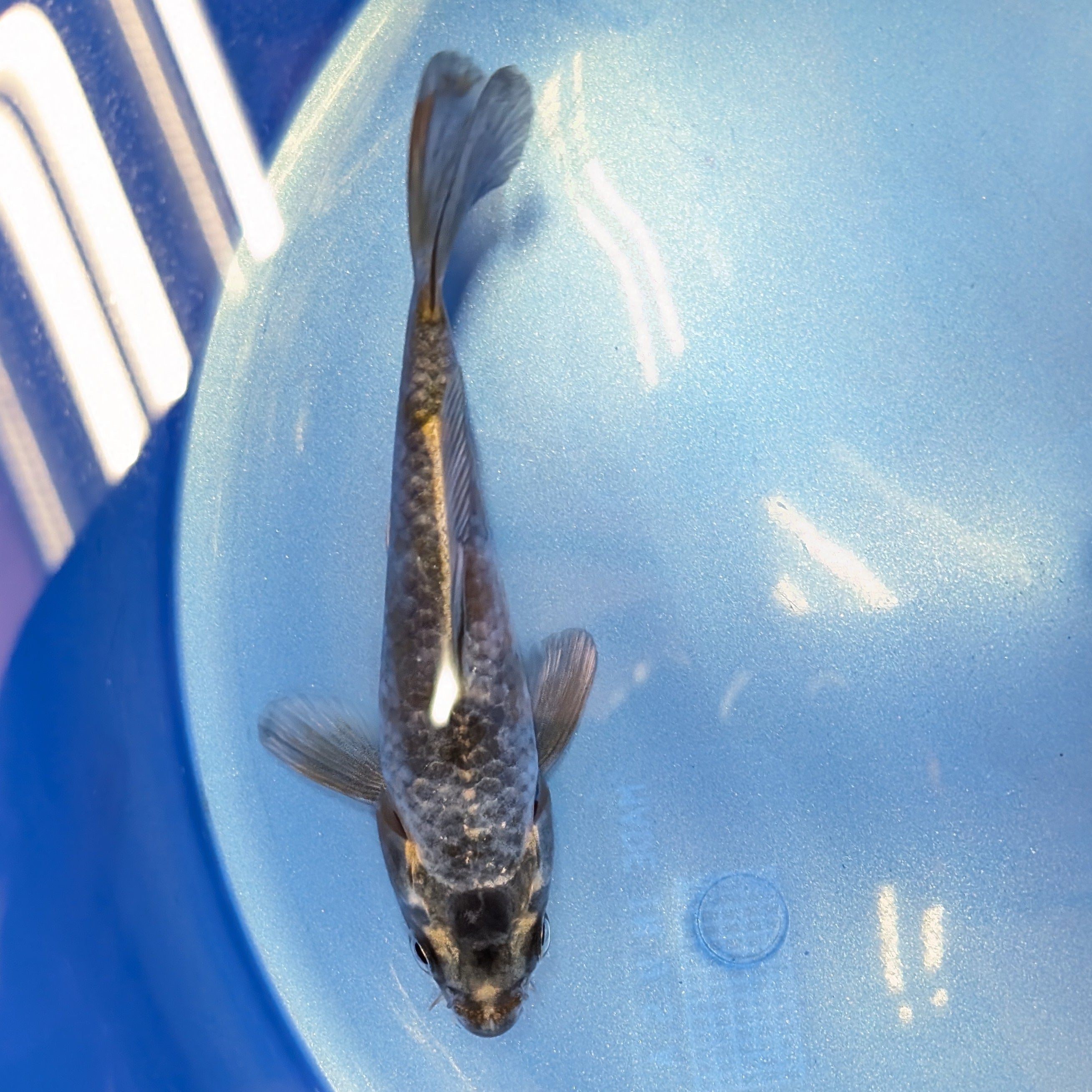 Kawari Koi  4"in. ID#806BFK-022