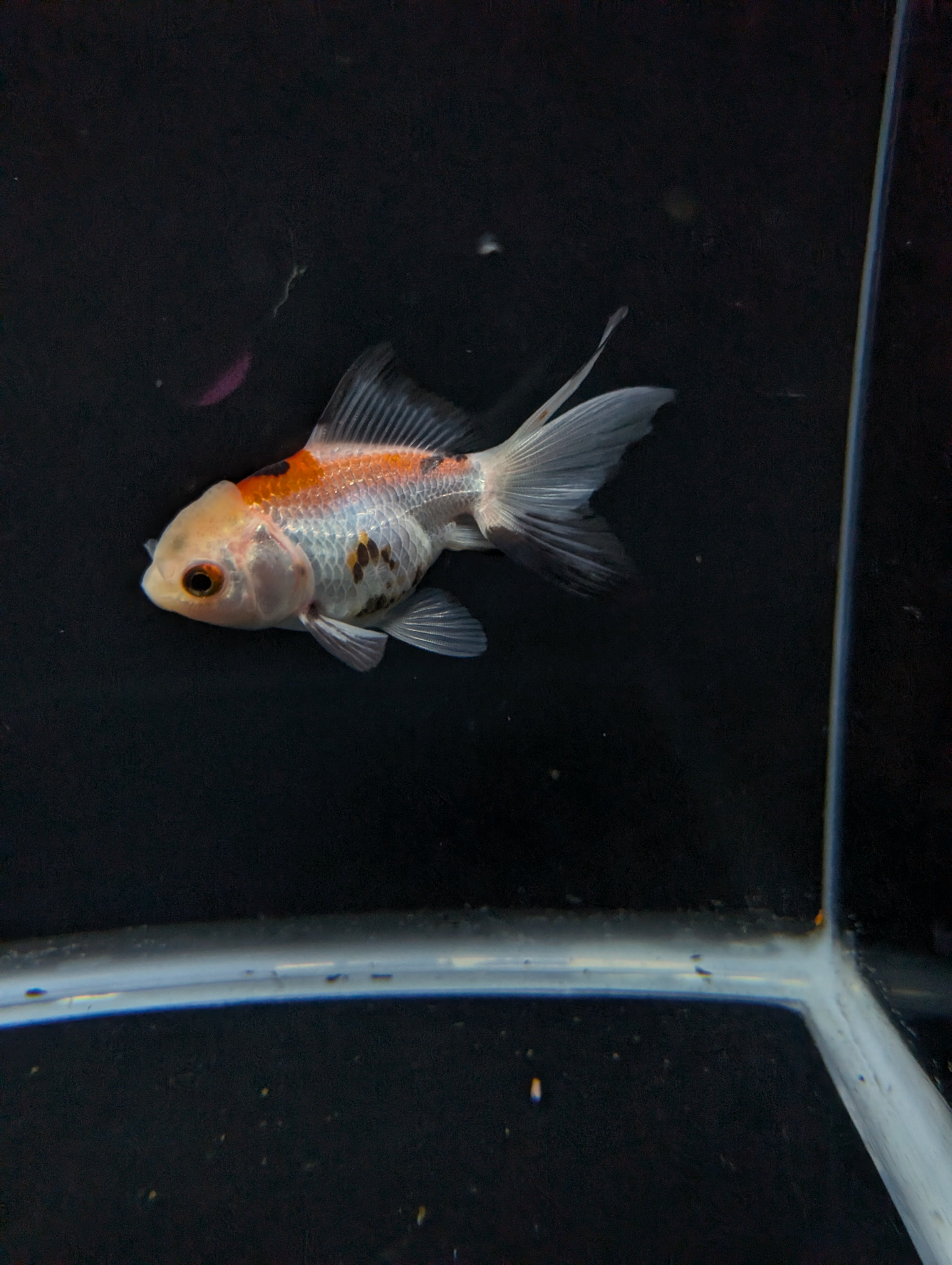Juvenile Oranda  Tricolor 3"-3.5"in.  ID#619T1A-015