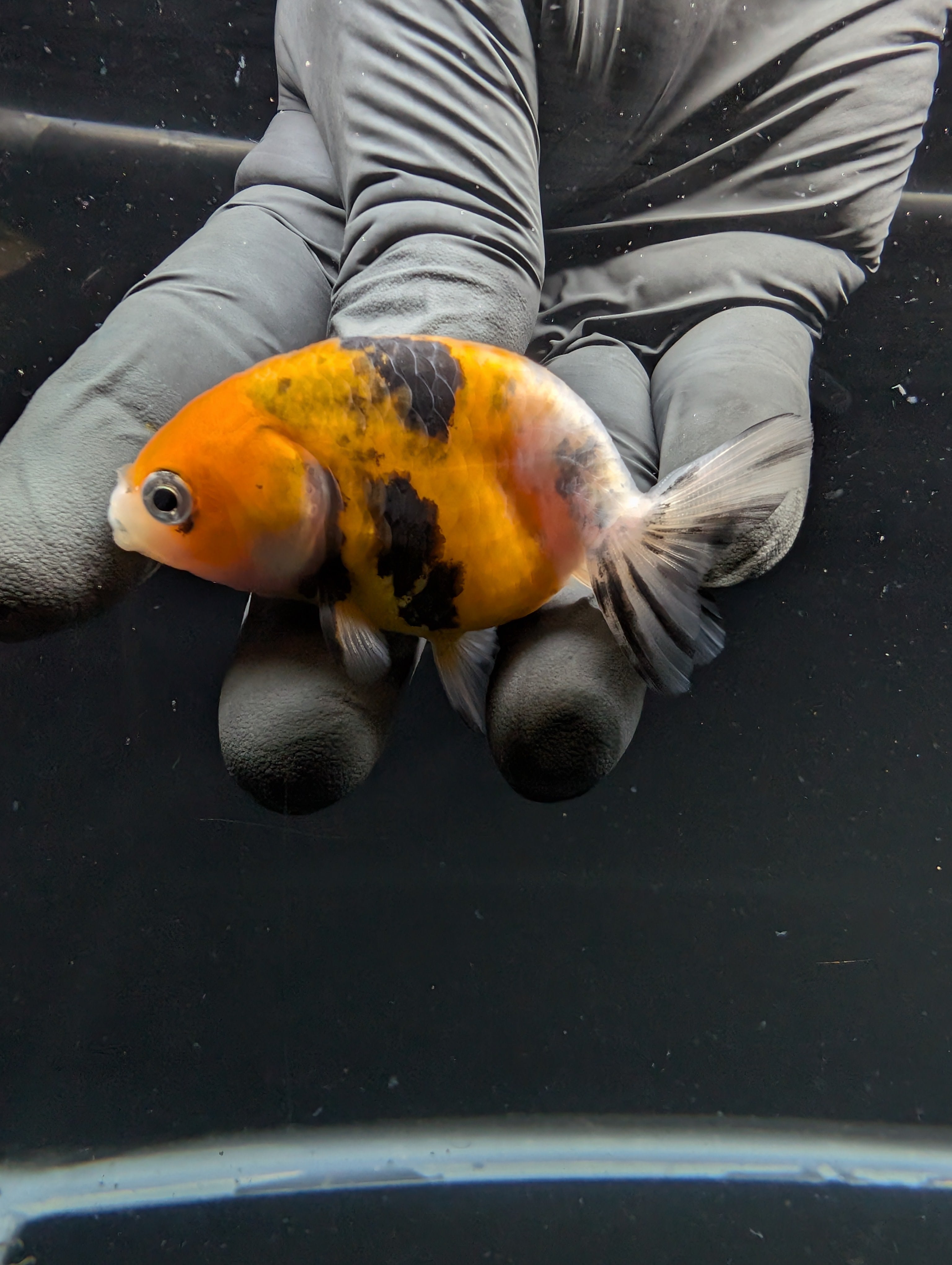 Ranchu Calico 2.5"-3" in. ID#717R4A-010