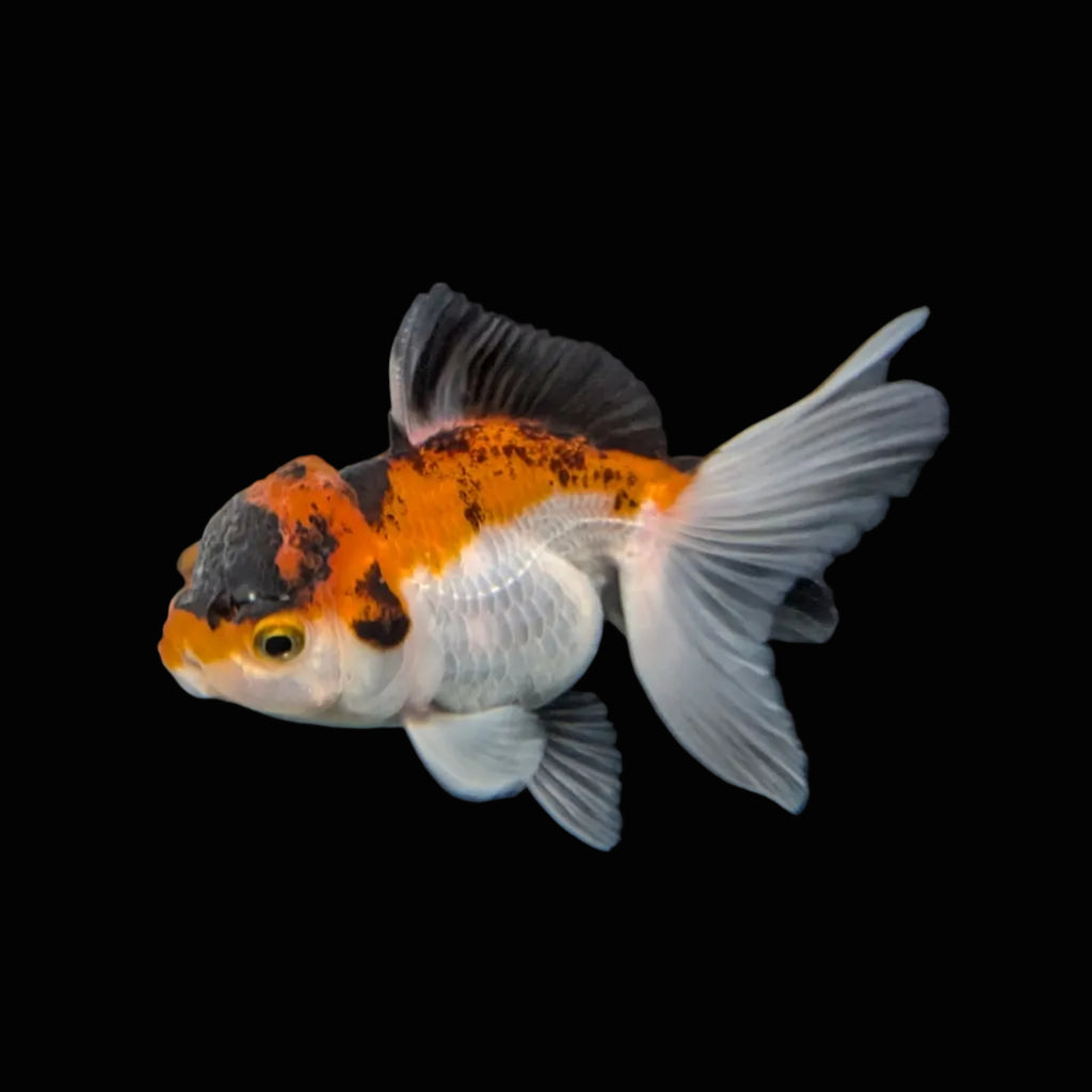Juvenile Oranda Tricolor 3.5"-4" in.  ID#403T8A-004
