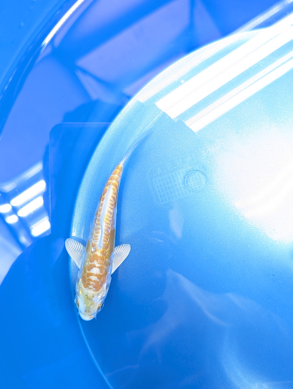 Doitsu Hariwake Koi  4"in. ID#806BFK-017