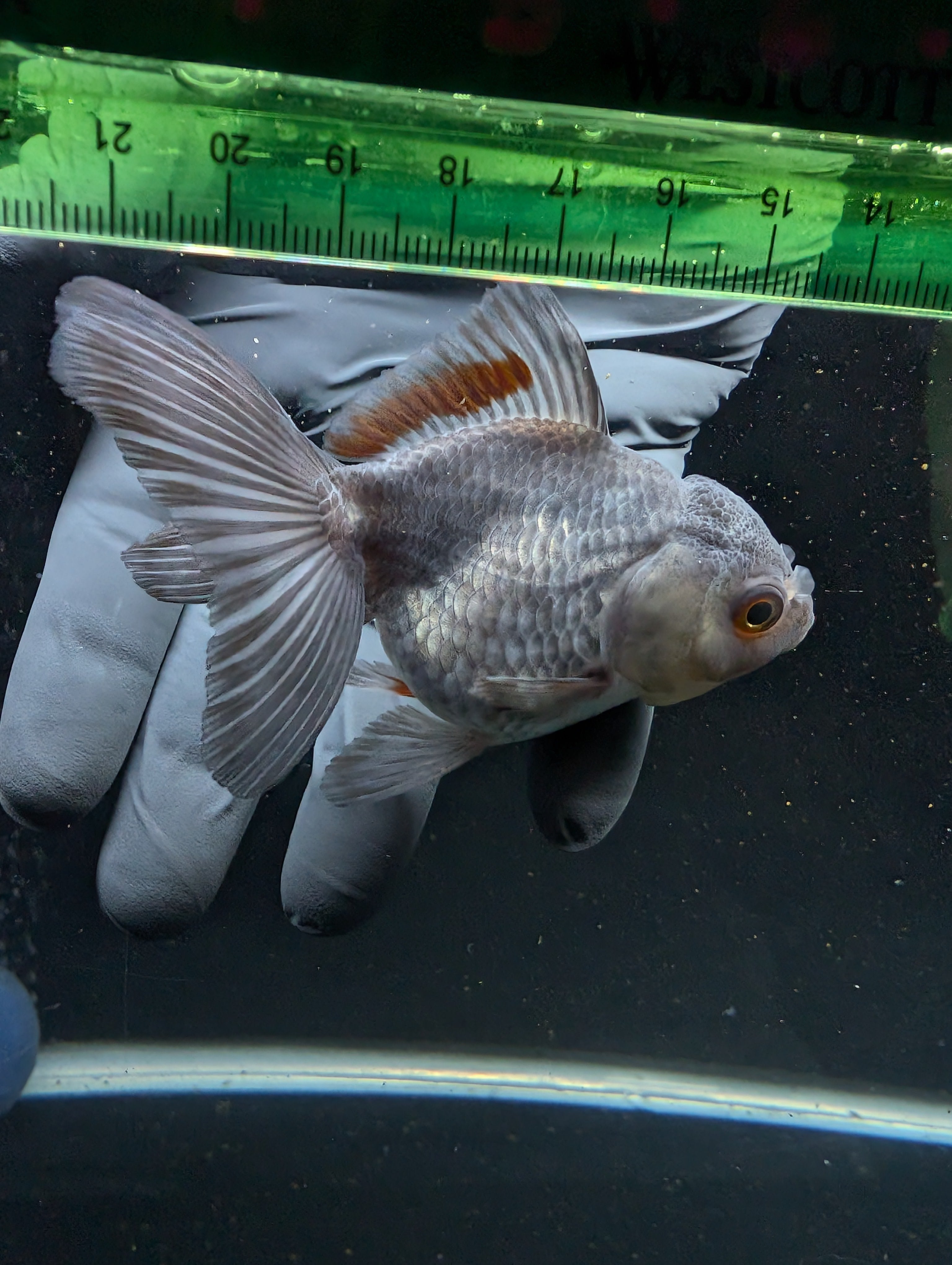 Juvenile Oranda Lavender 3"-3.5"in.  ID#619T1A-001