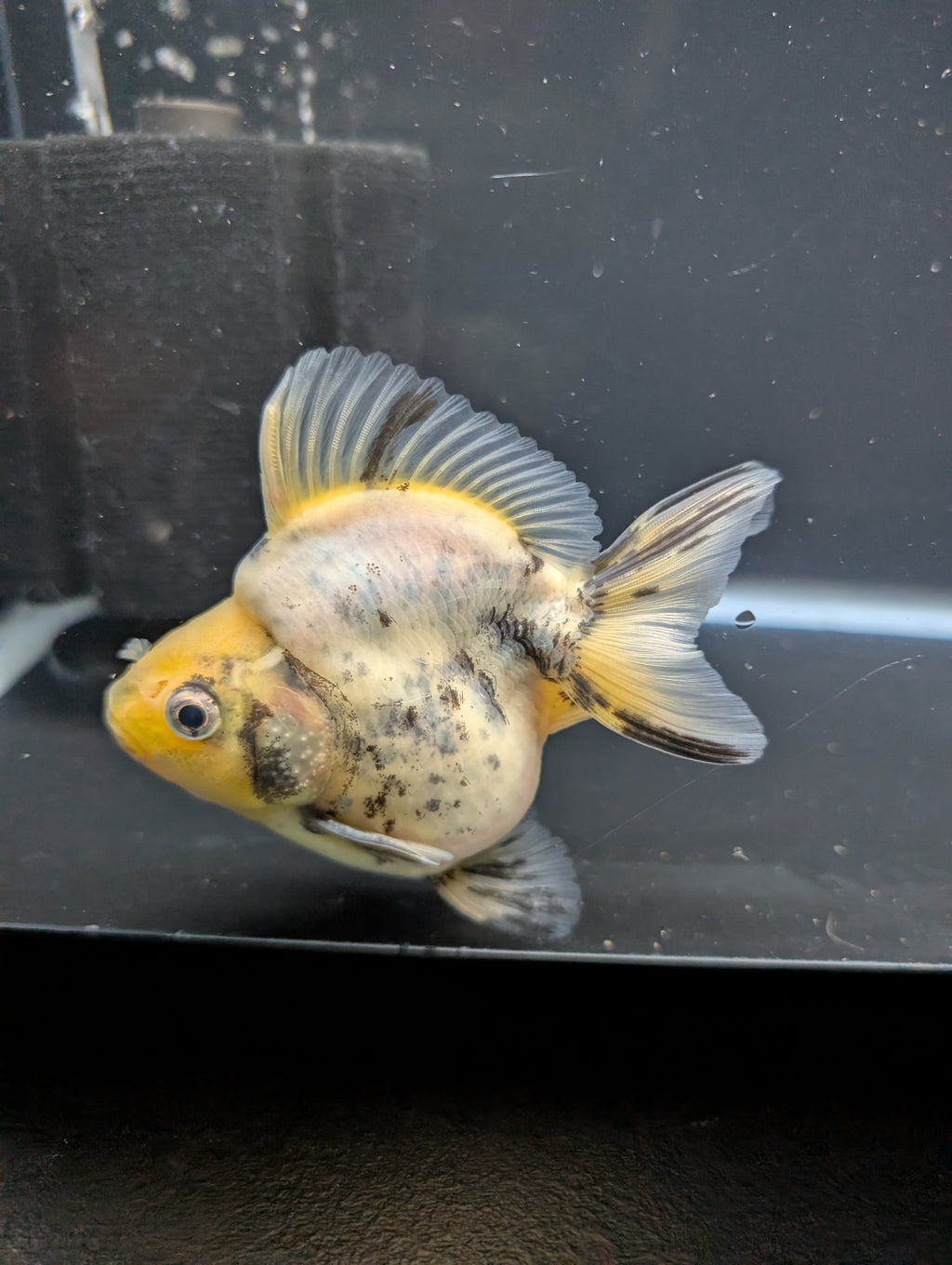 Jumbo Ryukin Short Tail White Tiger Calico 4"-4.5" in. ID#5015B-011