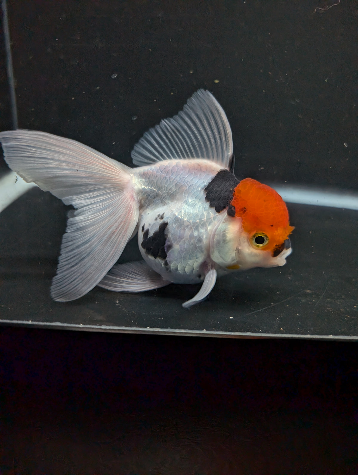 Thai Oranda Tricolor 4"-4.5"in.  ID#1016T1A-006