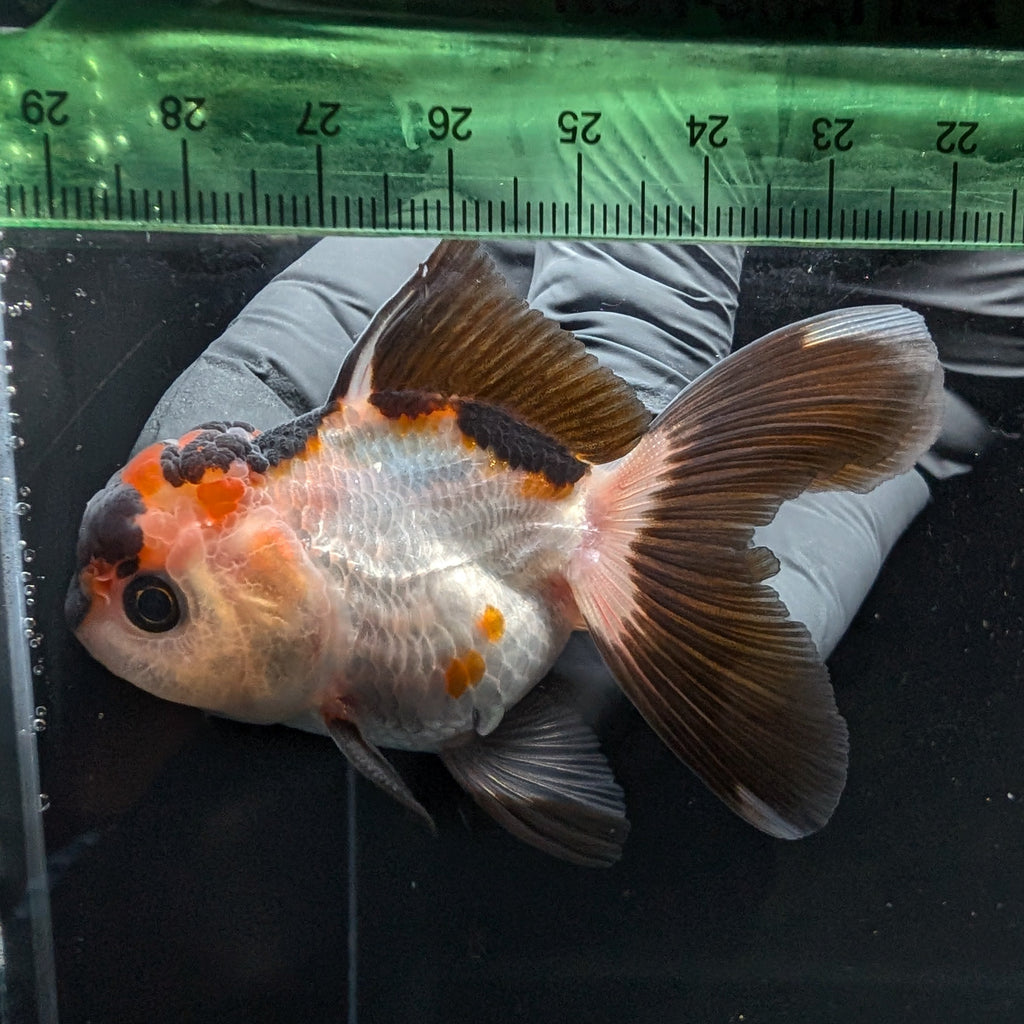Thai Juvenile Oranda Tricolor 3.5"-4"in.  ID#731T1A-051