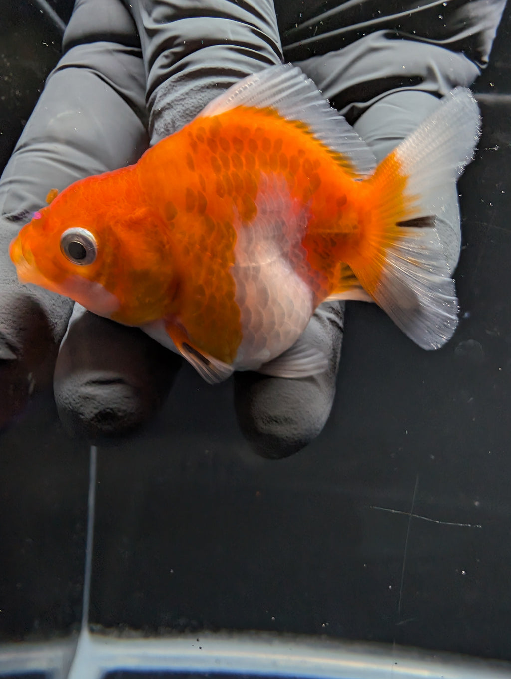 Baby Thai Shogun Oranda Red White 2"-2.5" in. ID#1016BSG11A-006