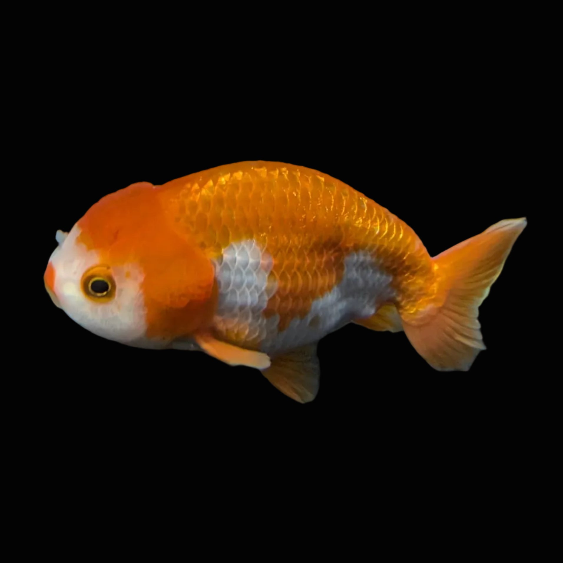 Ranchu Red White 3.5"-4"in. ID#821R4A-053