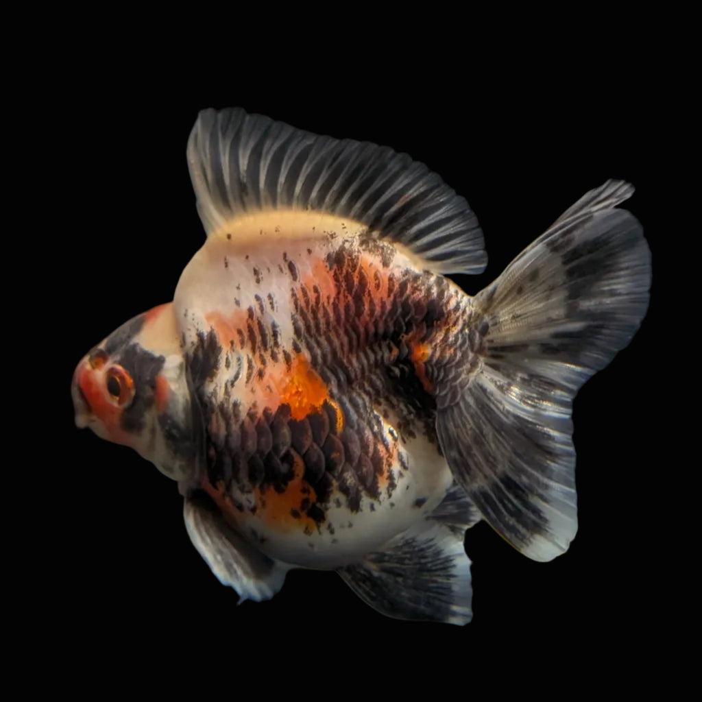 Jumbo Ryukin Short Tail Kirin Calico 4"-4.5" in. ID#3204B-003