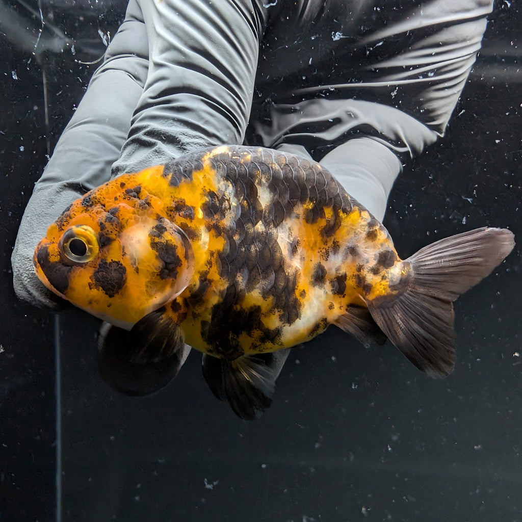 Ranchu Calico 2.5"-3" in. ID#724R4A-033