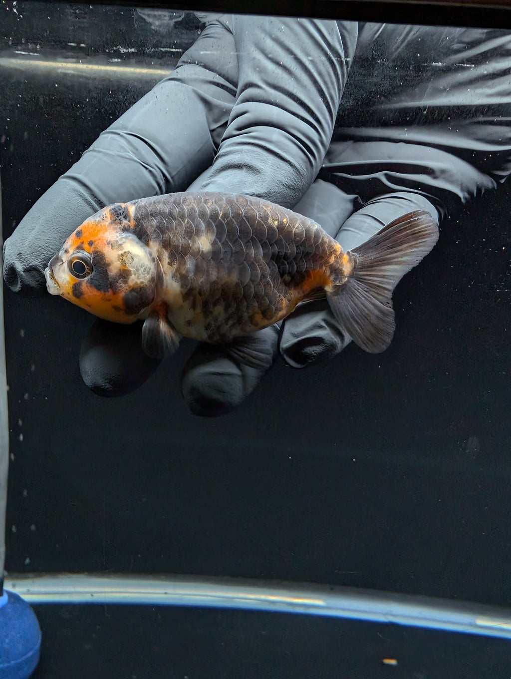 Ranchu Calico 3"-3.5" in. ID#529R4A-059