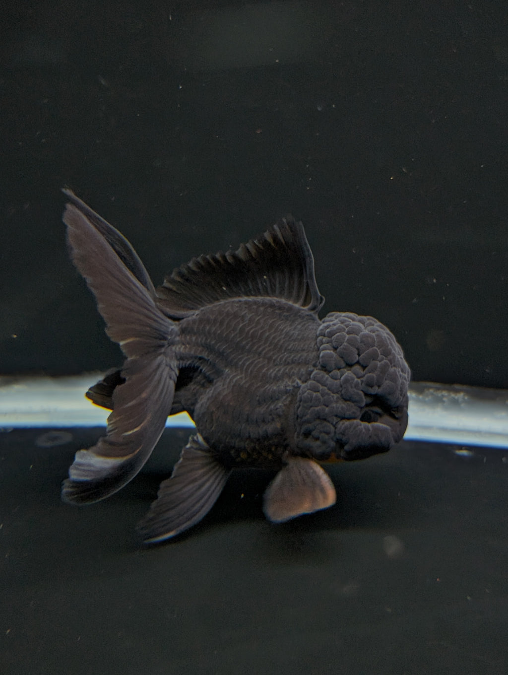Thai Oranda Godzilla Black 3.5"-4"in.  ID#1023T1A-028