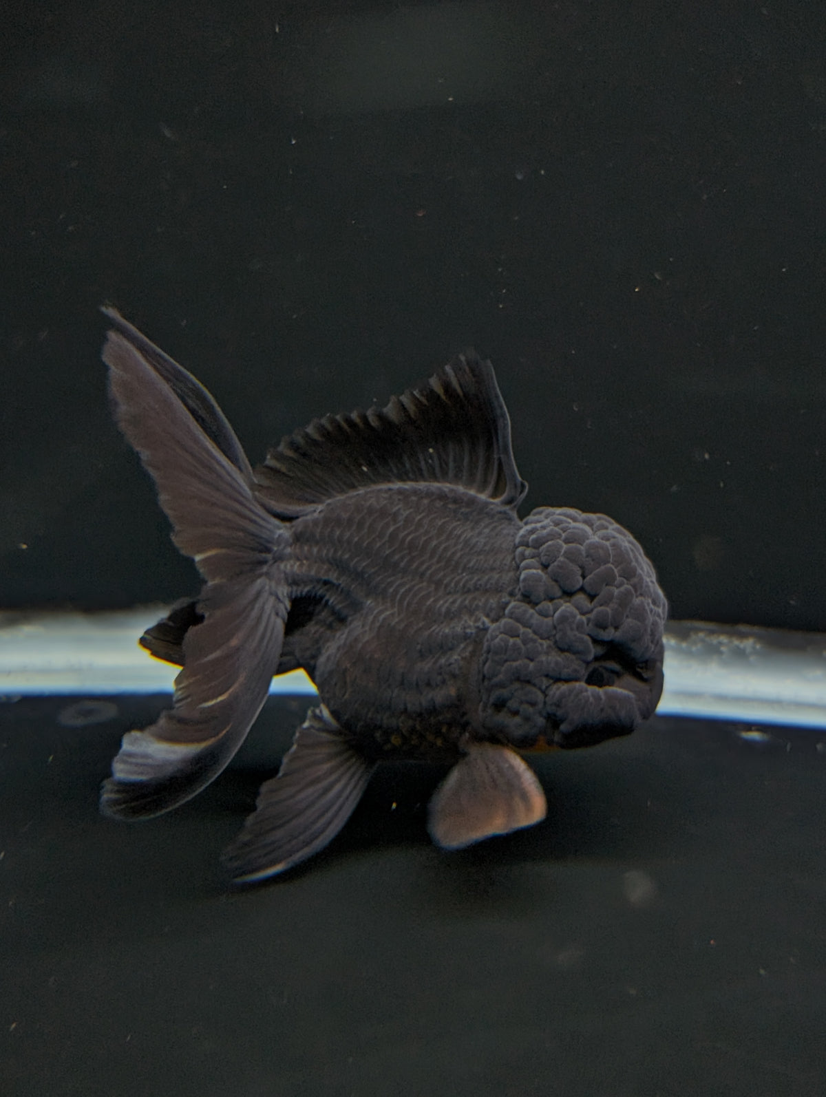 Thai Oranda Godzilla Black 3.5"-4"in.  ID#1023T1A-028