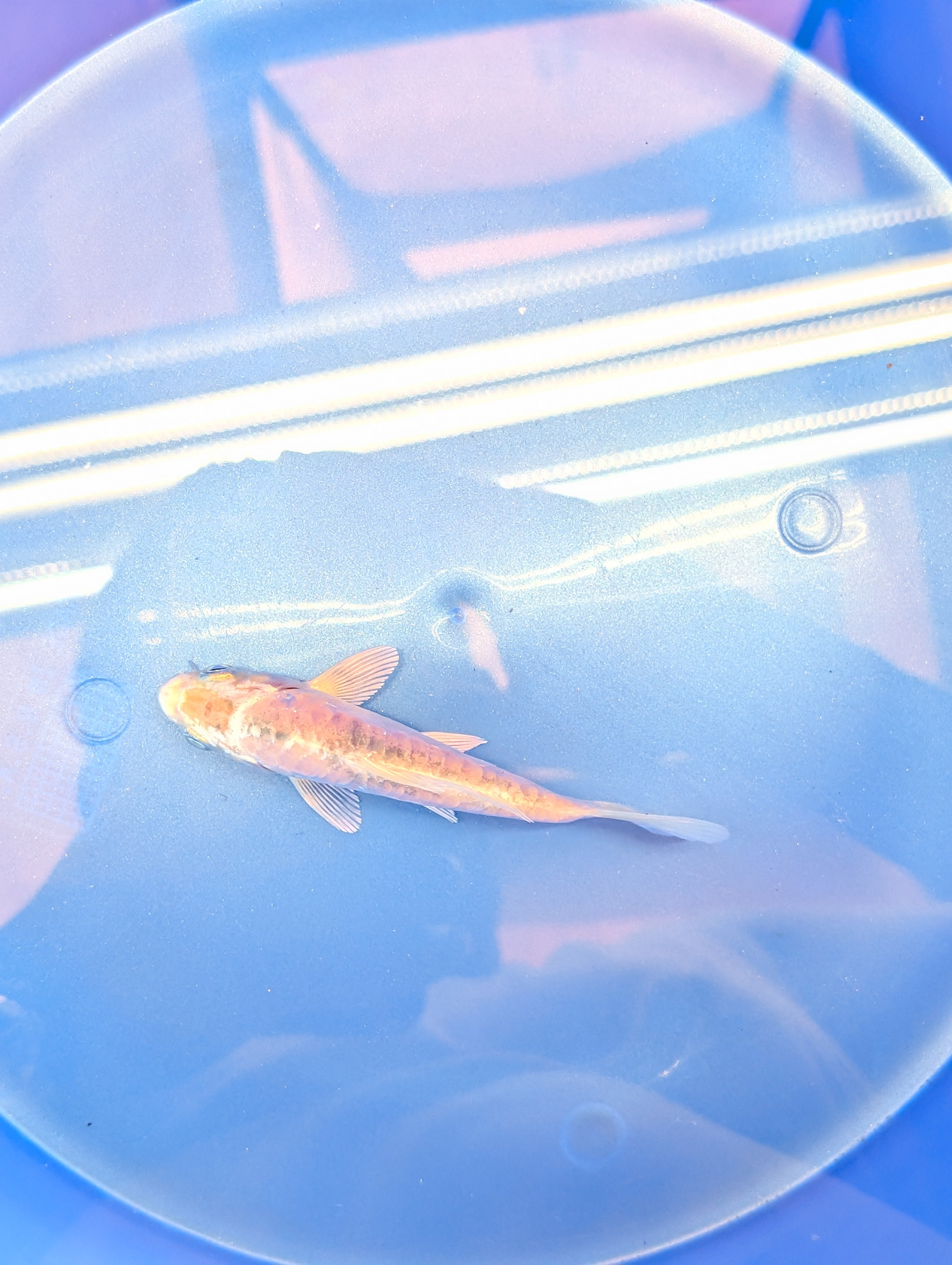 Doitsu Shiro Utsuri Koi  4"in. ID#806BFK-014