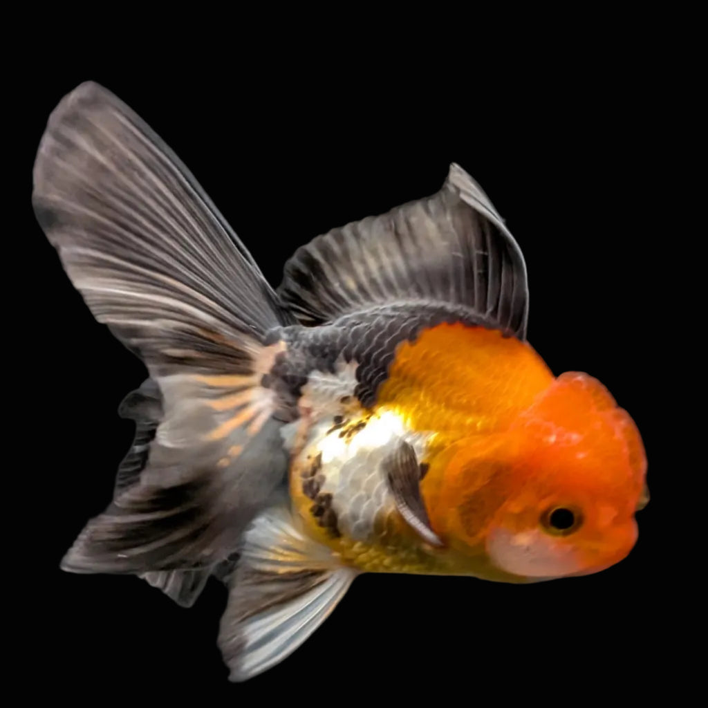 Juvenile Oranda Tricolor 3.5"-4" in.  ID#424T1A-008