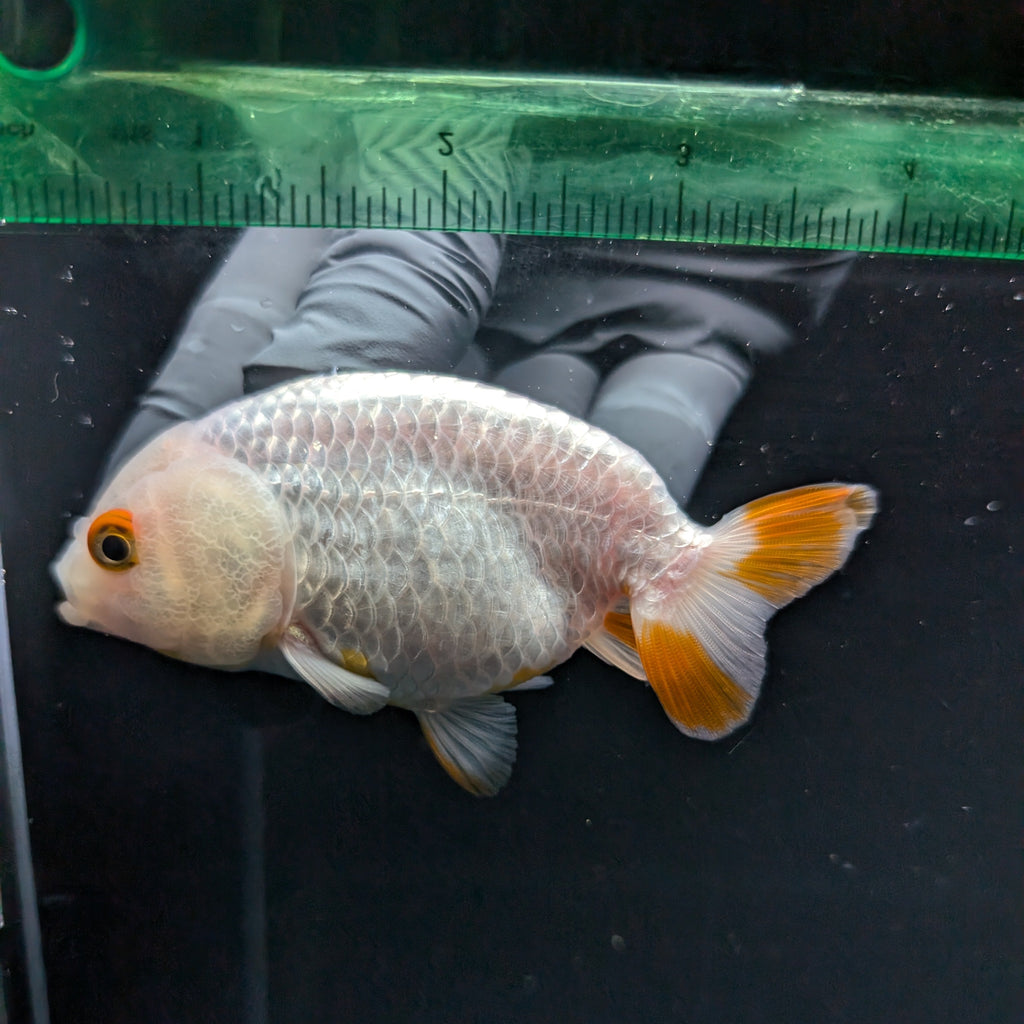 Ranchu Red White 3.5"-4"in. ID#821R4A-052