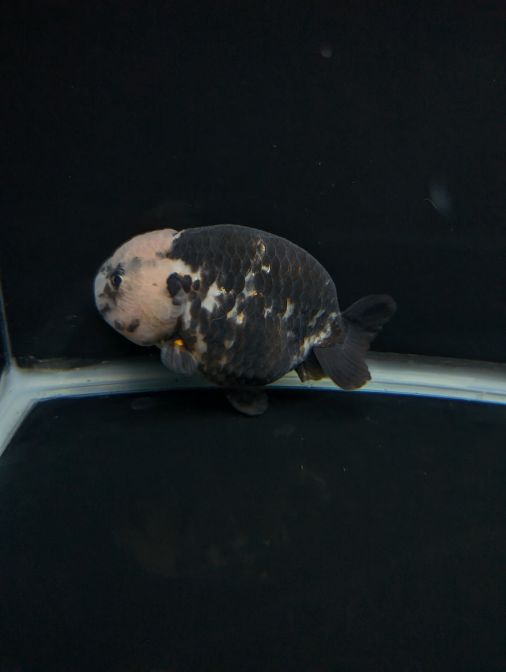 Jumbo Ranchu Heavy Ink Calico 4.5"-5" in. ID#828R8A-053