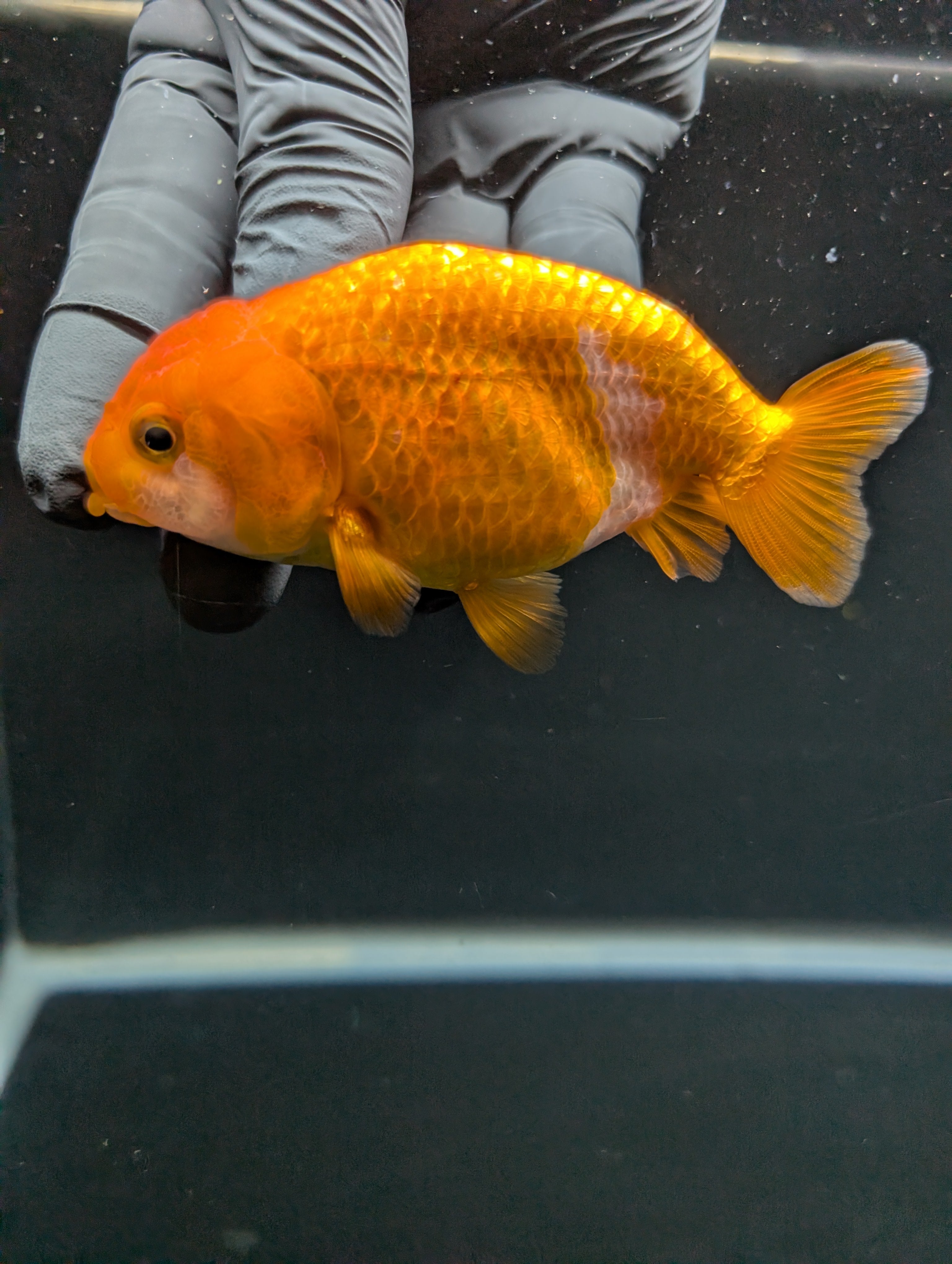 Ranchu Red White 3.5"-4"in. ID#828R4A-022