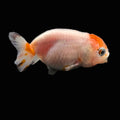 Ranchu Sakura 2.5"-3" in. ID#612R4A-087
