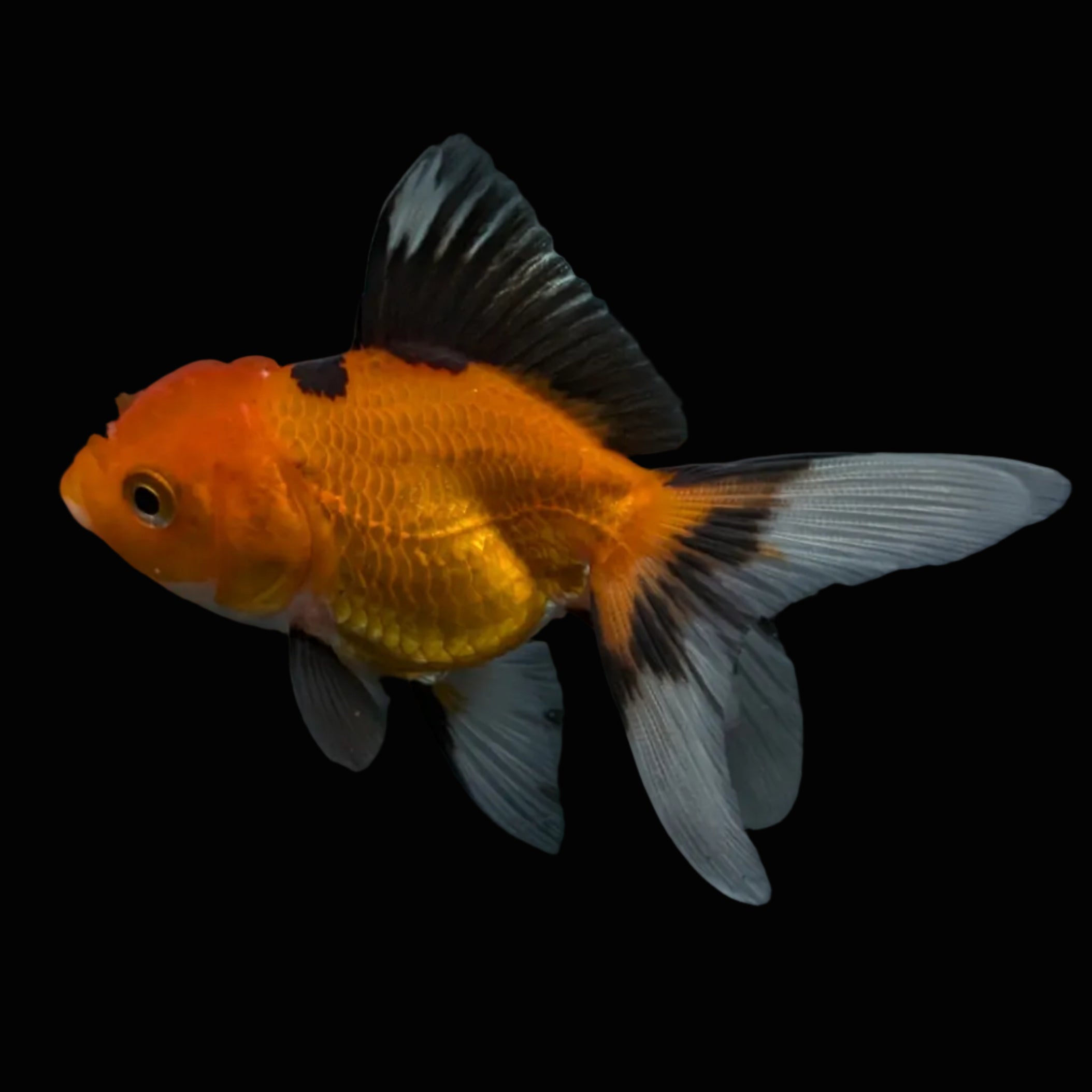 Thai Juvenile Oranda Tricolor 3"-3.5" in.  ID#703T1A-0010