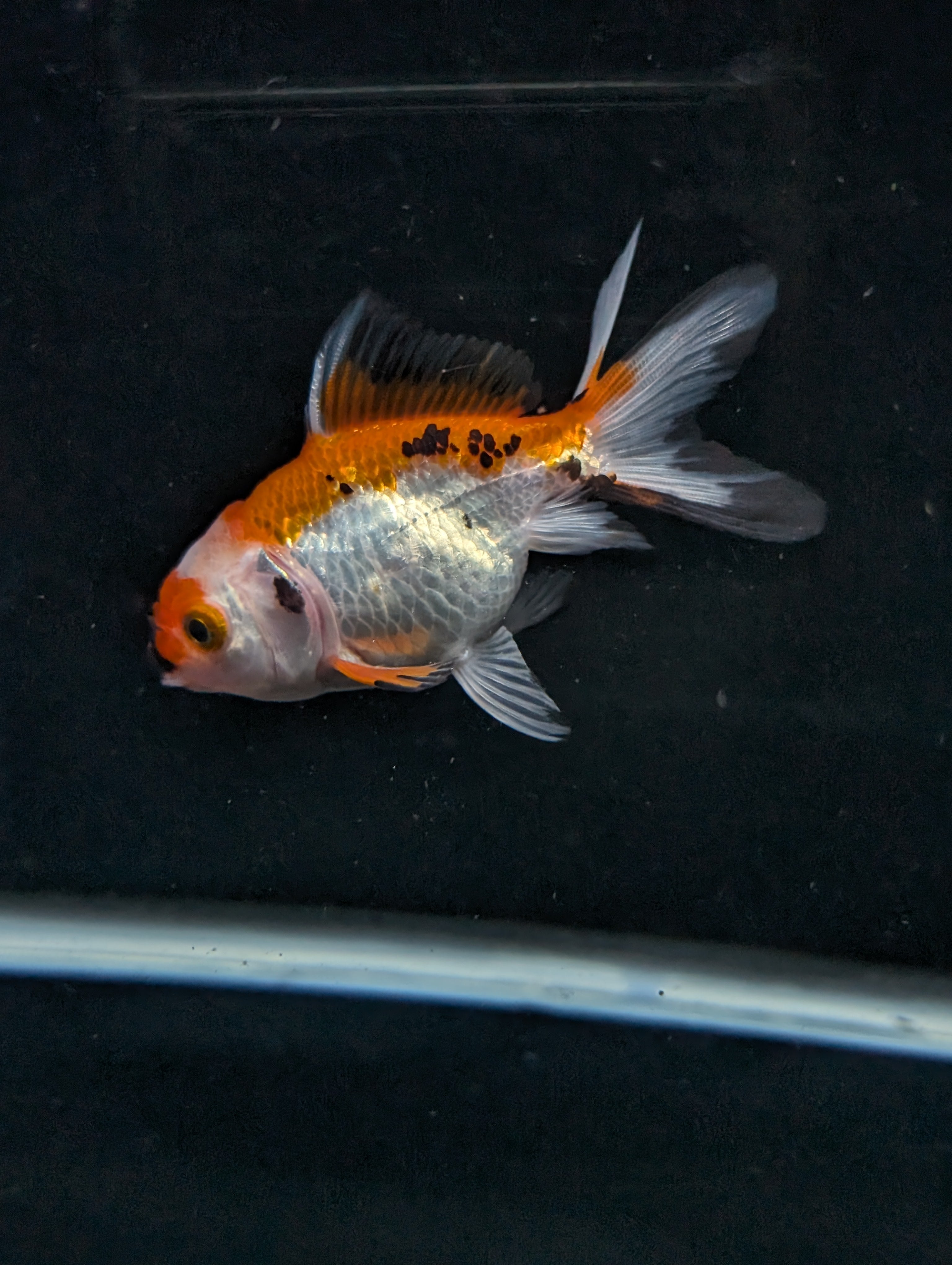 Juvenile Oranda  Tricolor 3"-3.5"in.  ID#619T1A-004