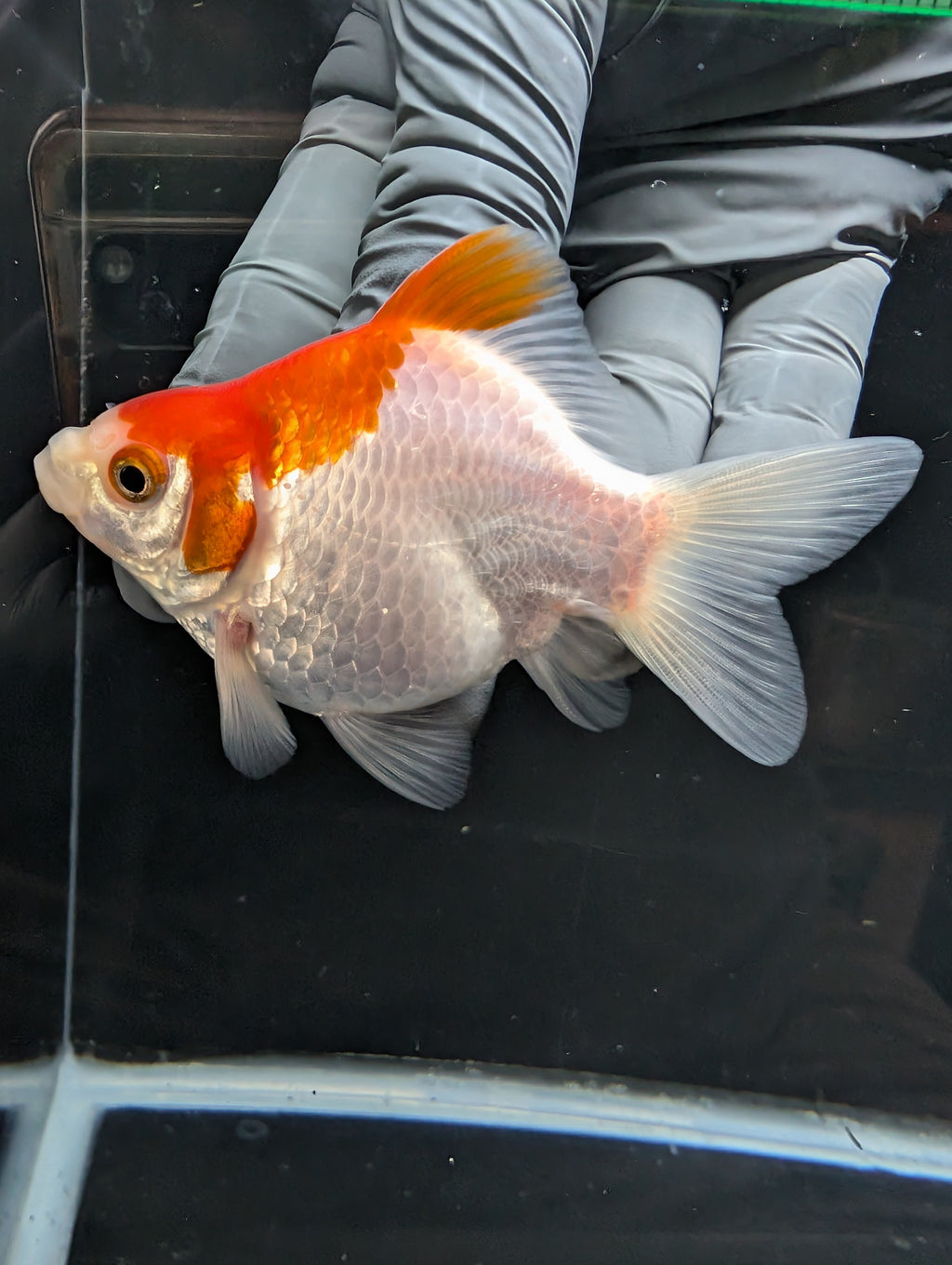 Tamasaba Red White 3.5"in. ID#1023TM1B-032