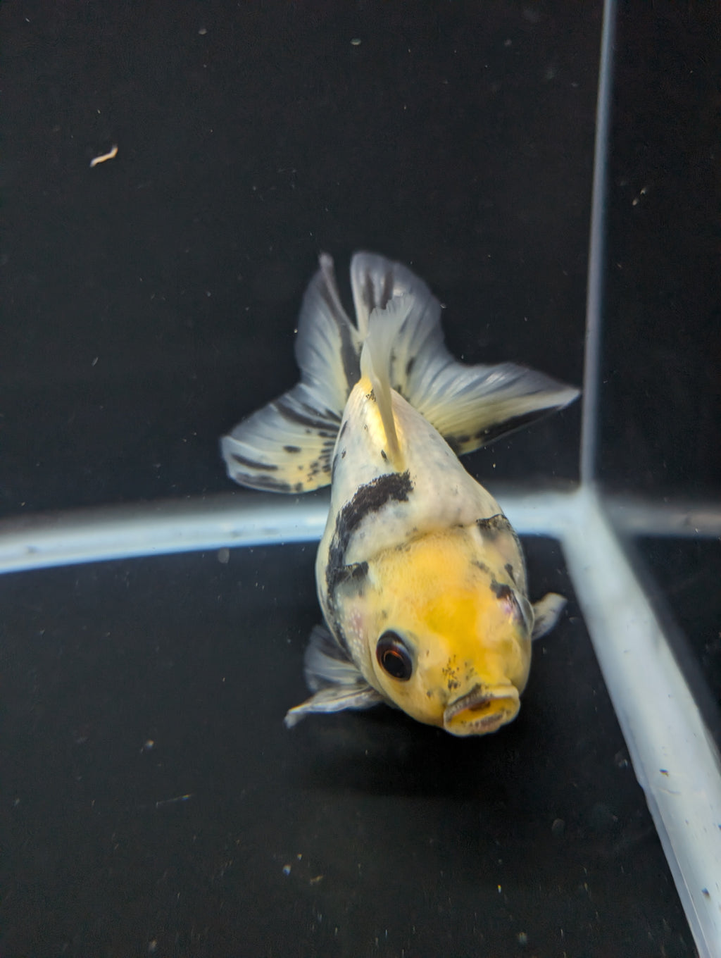Jumbo Ryukin Short Tail White Tiger Calico 4"-4.5" in. ID#5015B-011