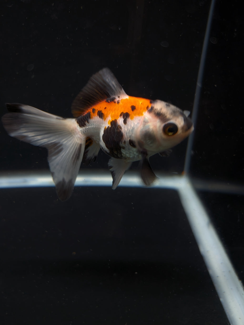 Juvenile Oranda  Tricolor 3"-3.5"in.  ID#619T1A-009