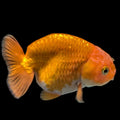 Red White  Ranchu 3.5"-4" in.  ID#306T3B-03