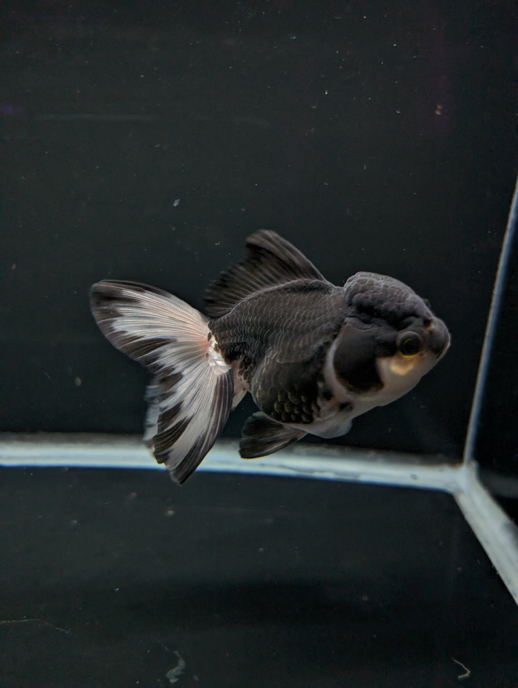Thai Oranda Panda 4"-4.5"in.  ID#1023T1A-023