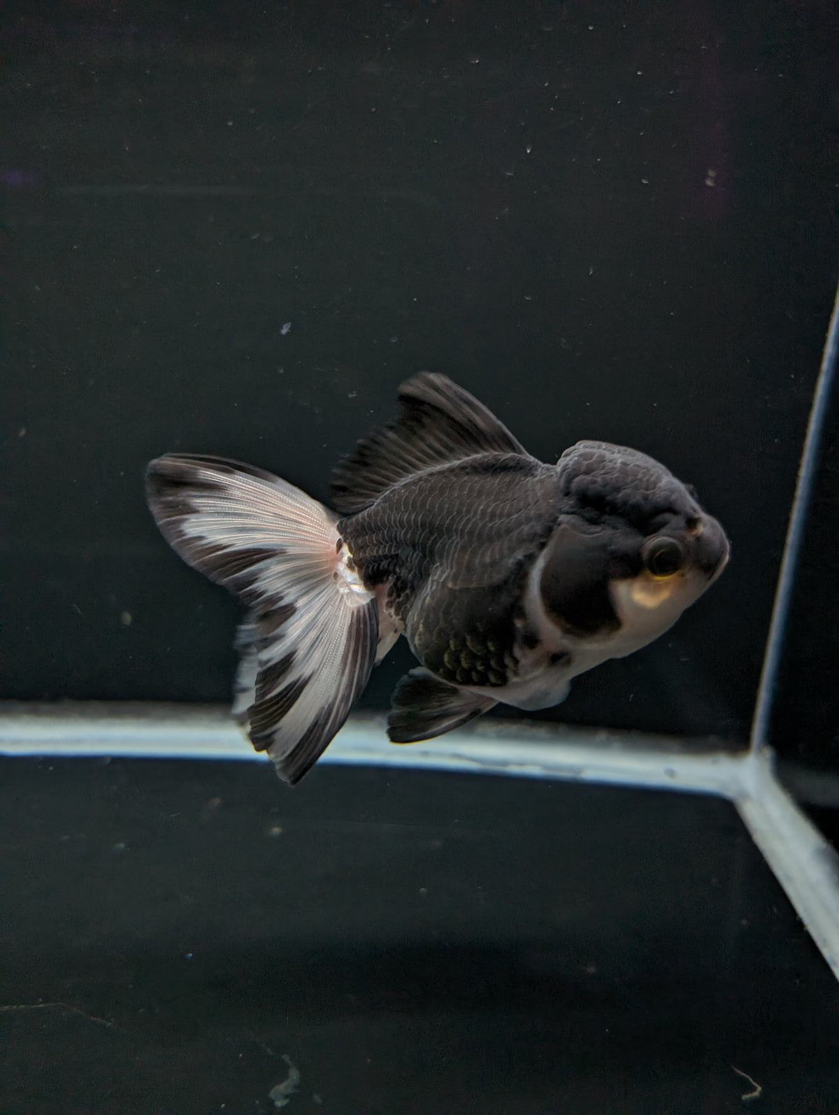Thai Oranda Panda 4"-4.5"in.  ID#1023T1A-023
